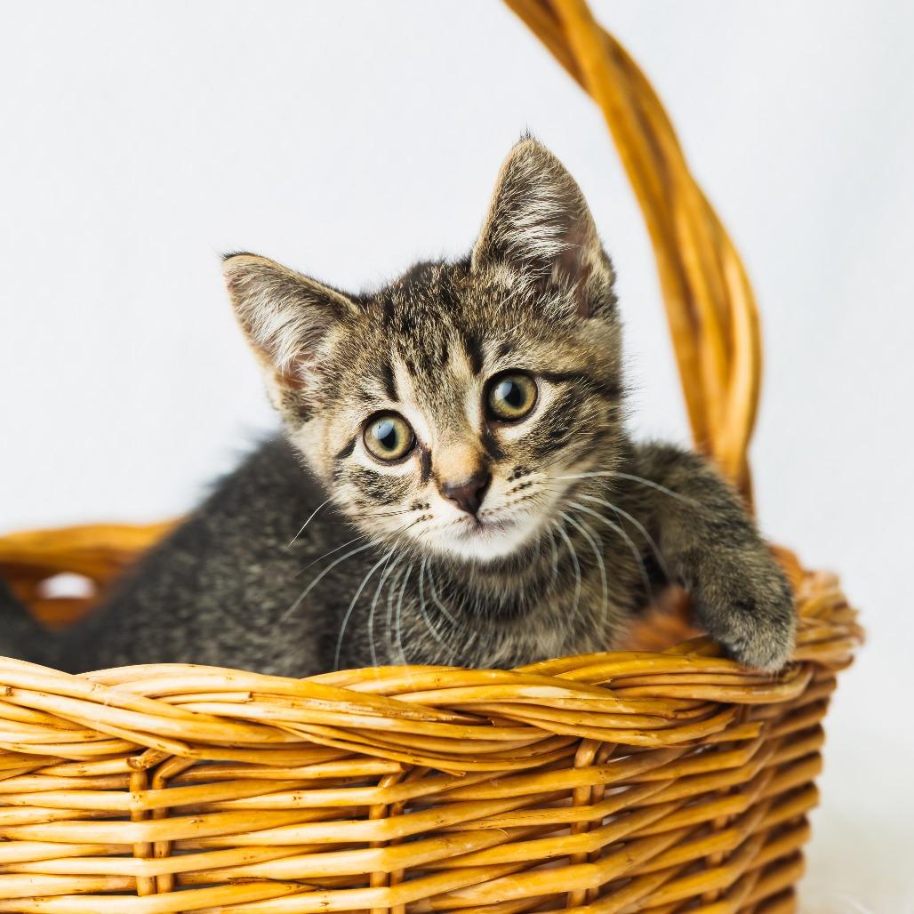 A Wendy's, Adoptable, Kitten Female Domestic Medium Hair.