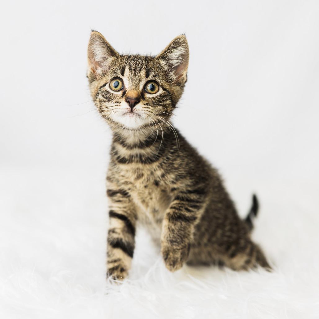 A Wendy's, a Adoptable Domestic Medium Hair in St. Paul, MN image 2/4