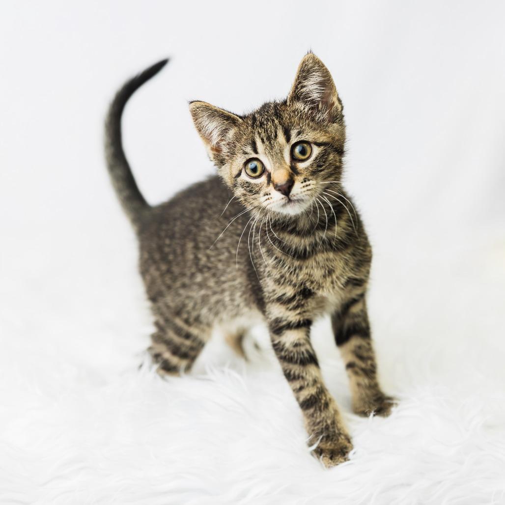 A Wendy's, a Adoptable Domestic Medium Hair in St. Paul, MN image 3/4