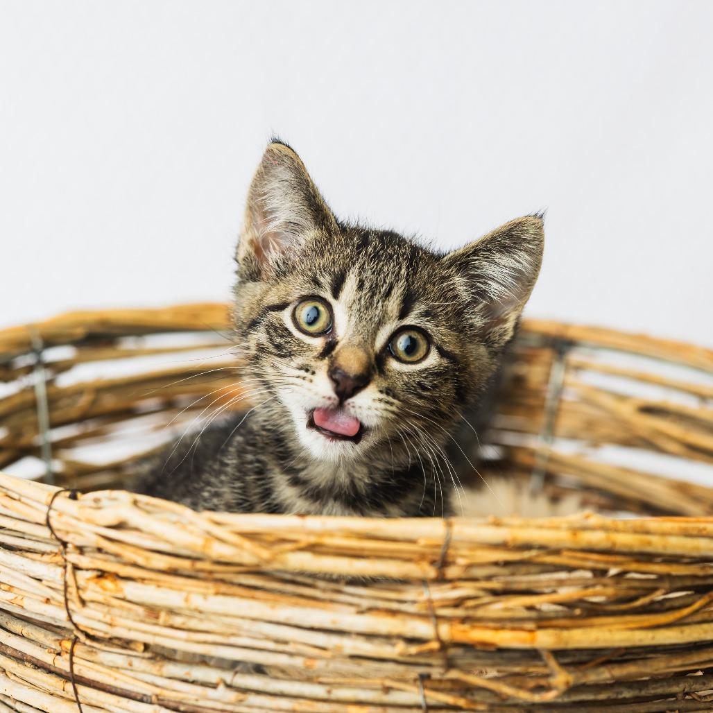 A Wendy's, a Adoptable Domestic Medium Hair in St. Paul, MN image 4/4