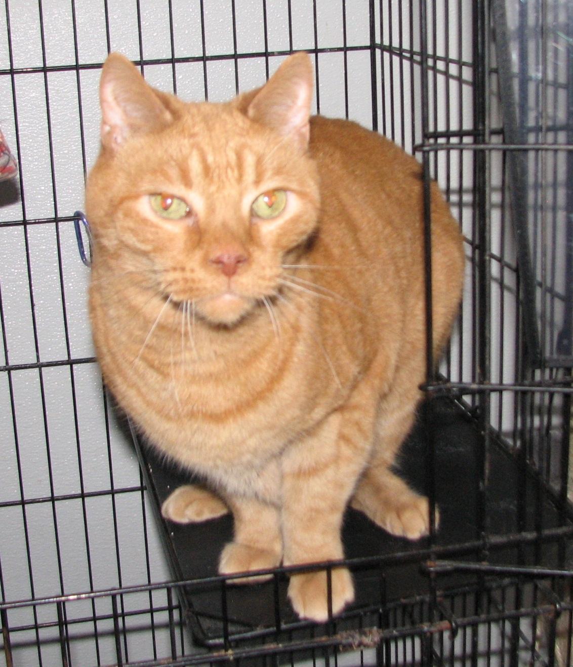 Enlarge Taz, an adopted American Shorthair in Lawrenceburg, KY image 5/6
