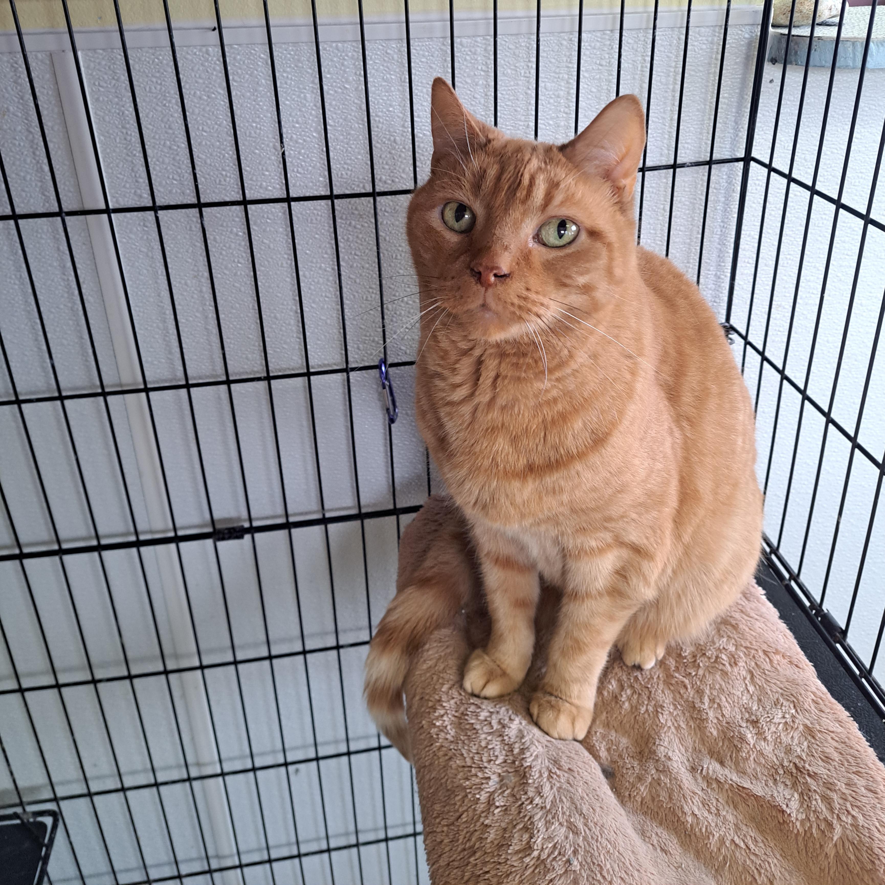 Taz, a ADOPTABLE American Shorthair in Lawrenceburg, KY image 5/6