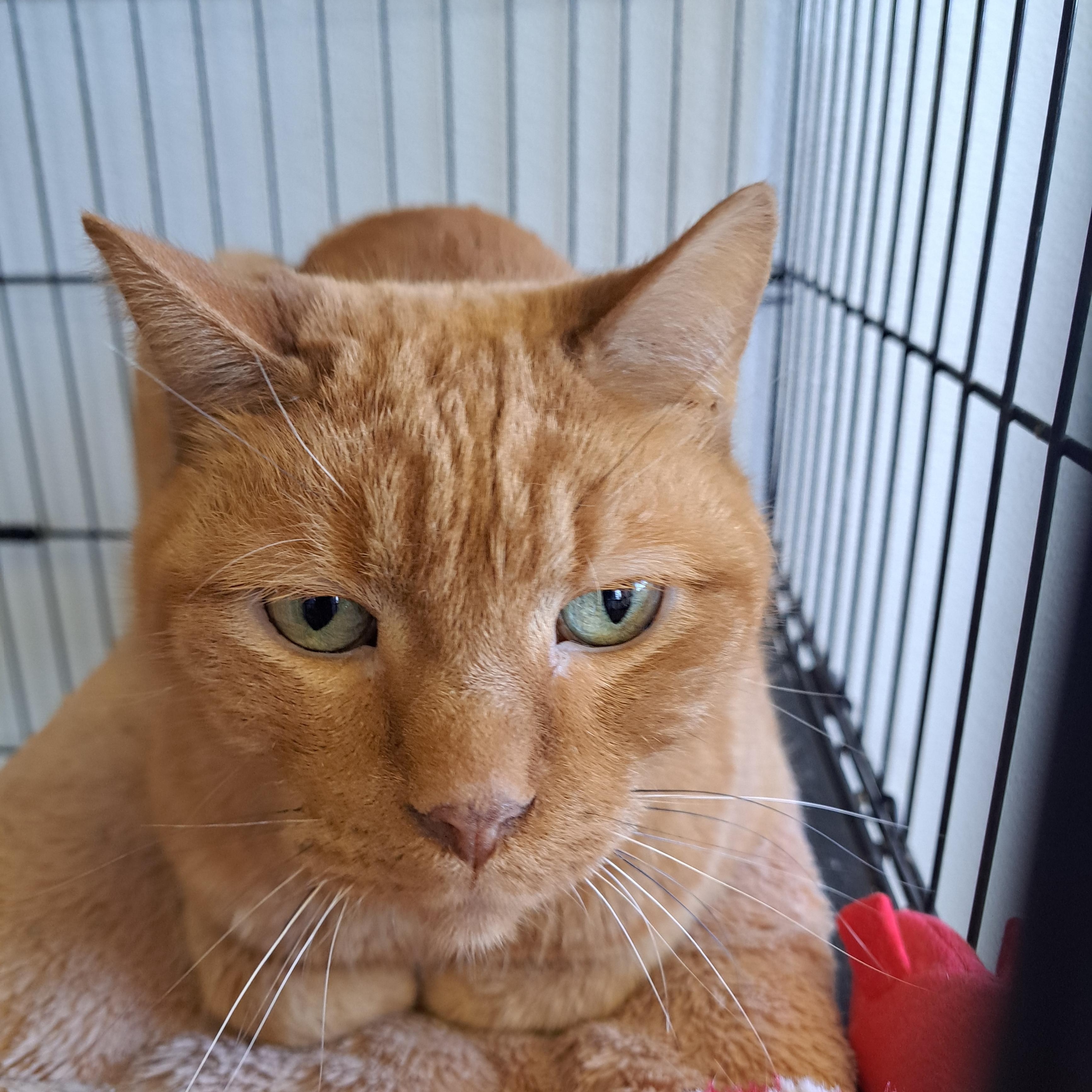 Taz, a ADOPTABLE American Shorthair in Lawrenceburg, KY image 4/6