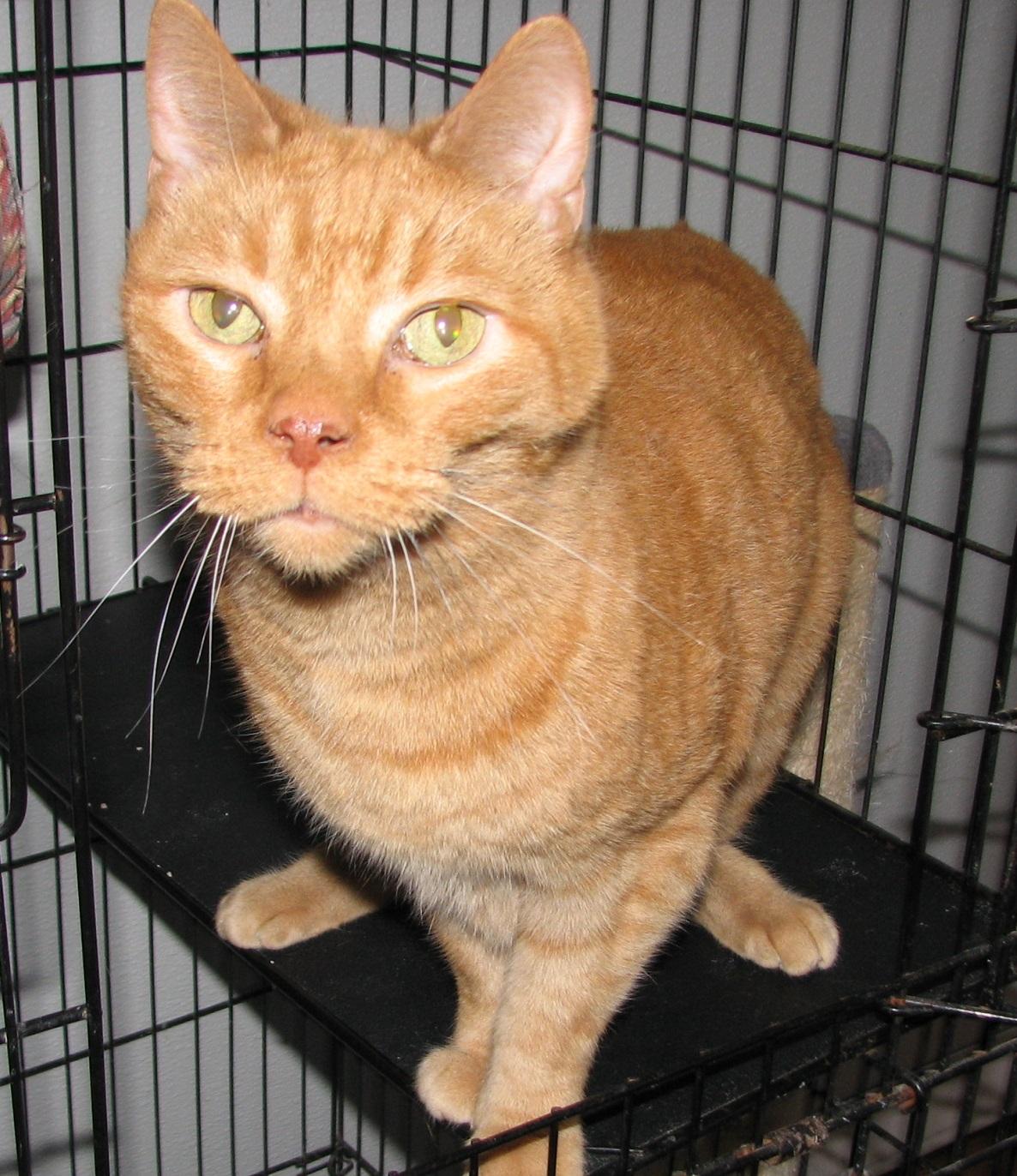 Enlarge Taz, an adopted American Shorthair in Lawrenceburg, KY image 4/6