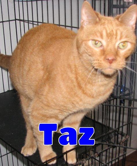 Enlarge Taz, an adopted American Shorthair in Lawrenceburg, KY image 1/6