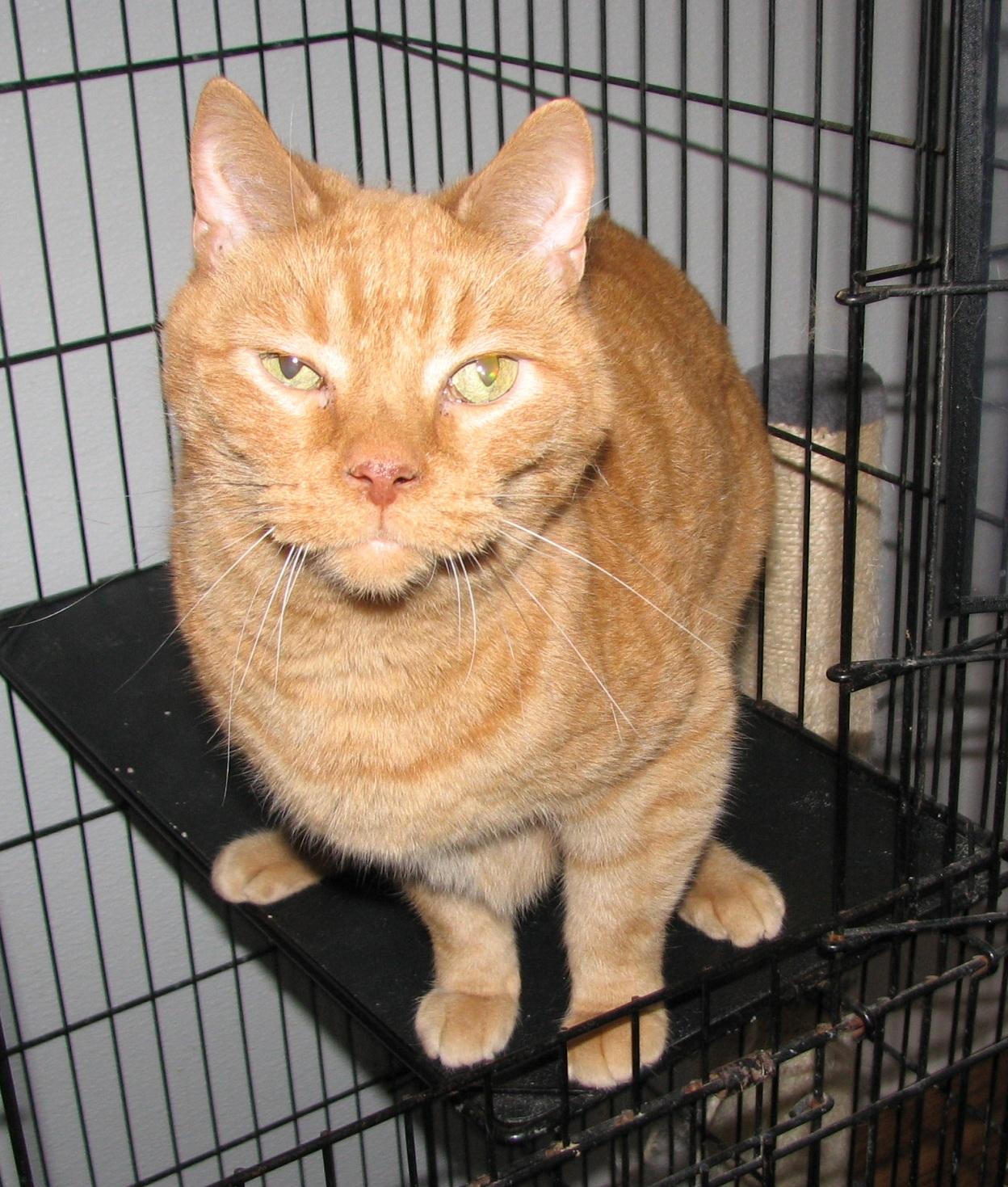 Enlarge Taz, an adopted American Shorthair in Lawrenceburg, KY image 6/6