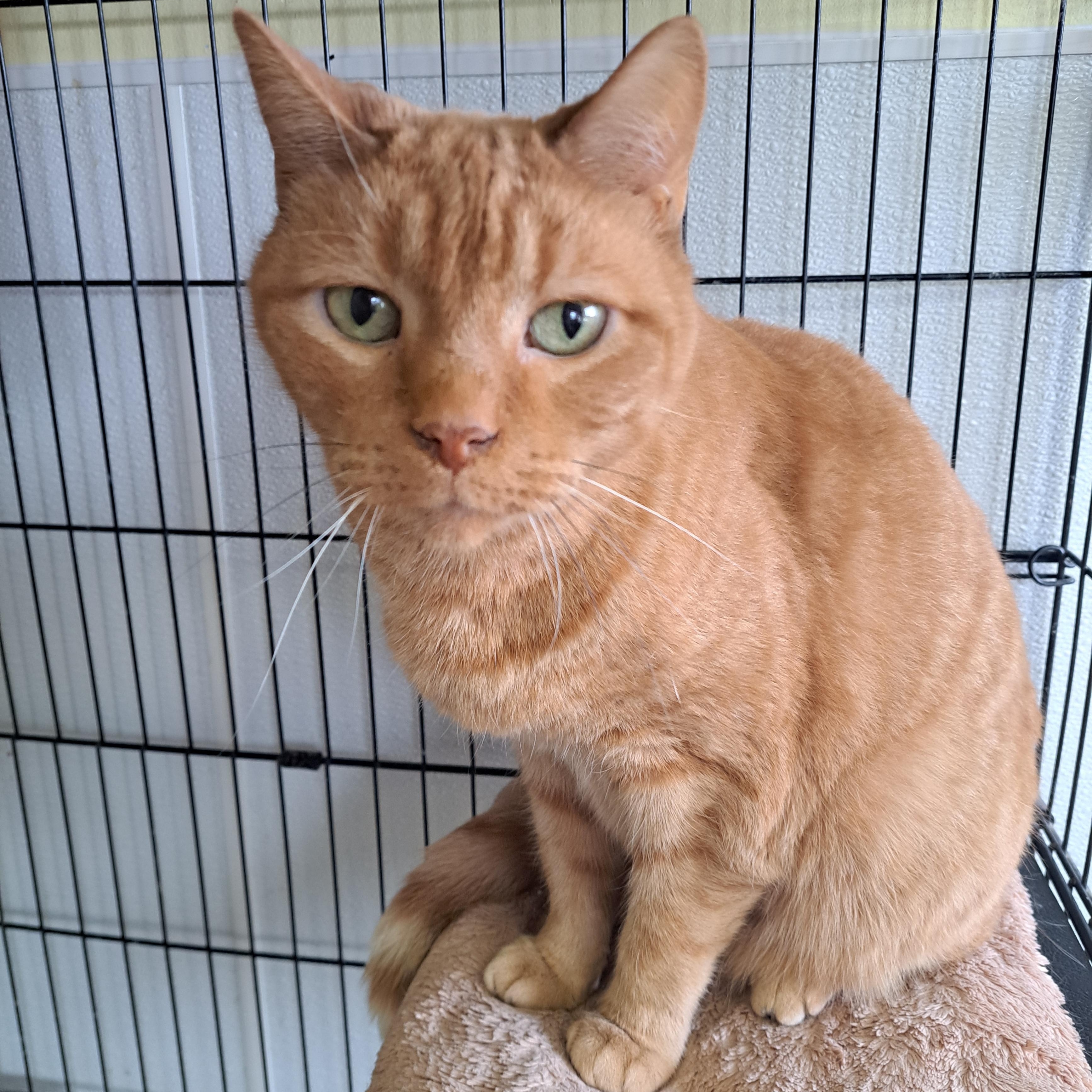 Taz, ADOPTABLE, Senior Male American Shorthair.