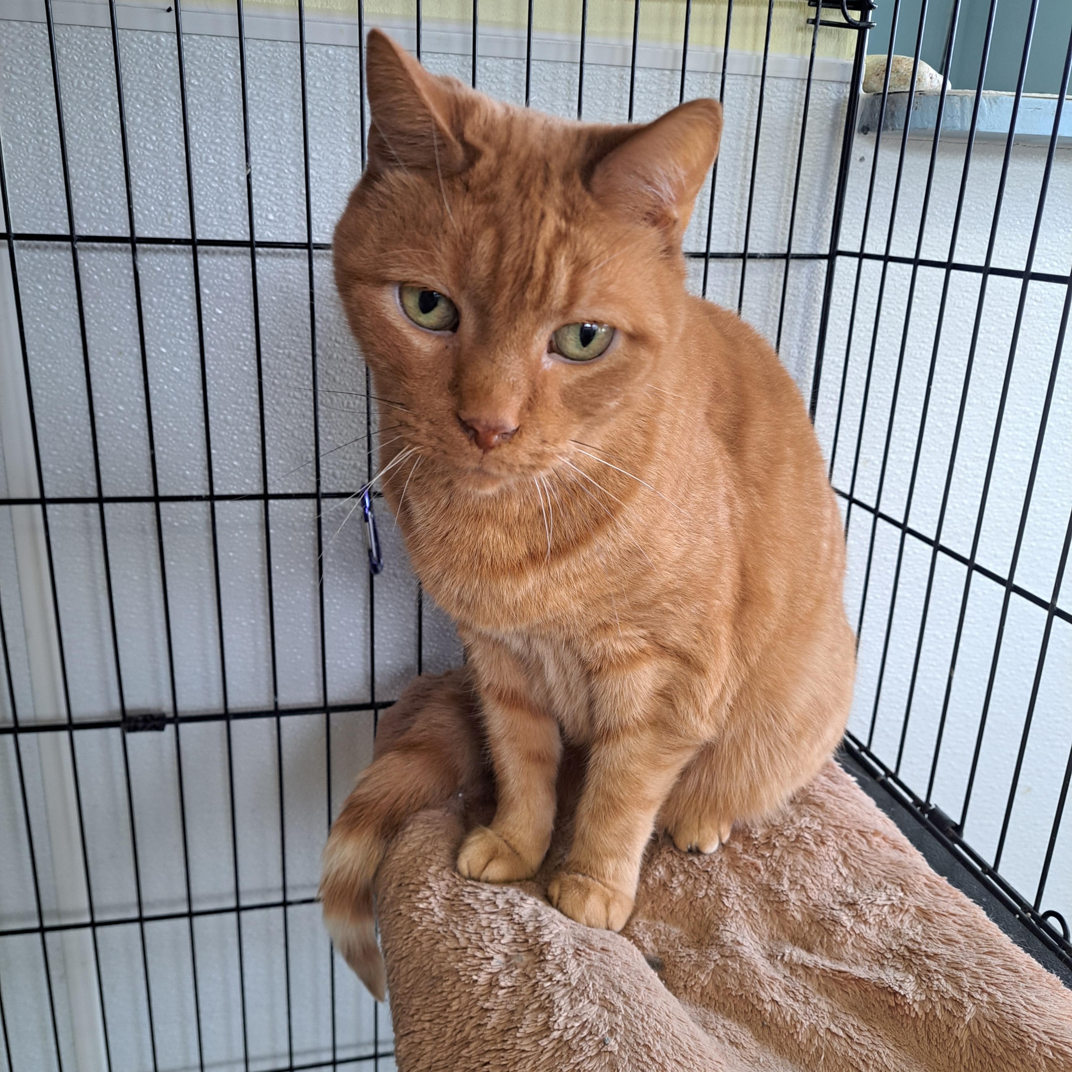 Taz, a ADOPTABLE American Shorthair in Lawrenceburg, KY image 6/6