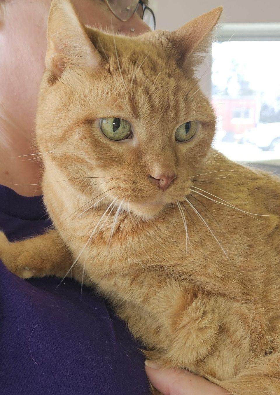 Taz, a ADOPTABLE American Shorthair in Lawrenceburg, KY image 2/6