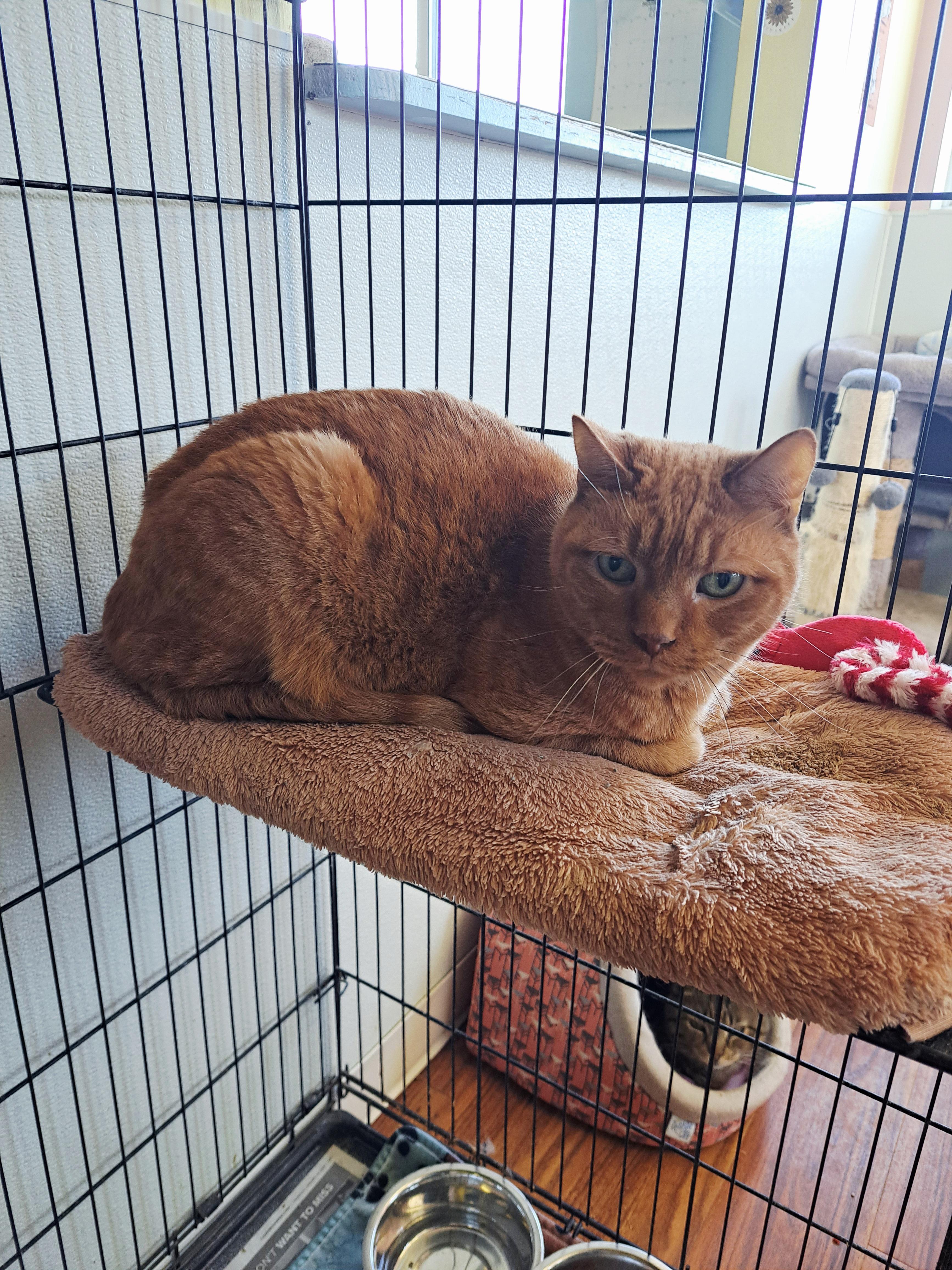 Taz, a ADOPTABLE American Shorthair in Lawrenceburg, KY image 3/6