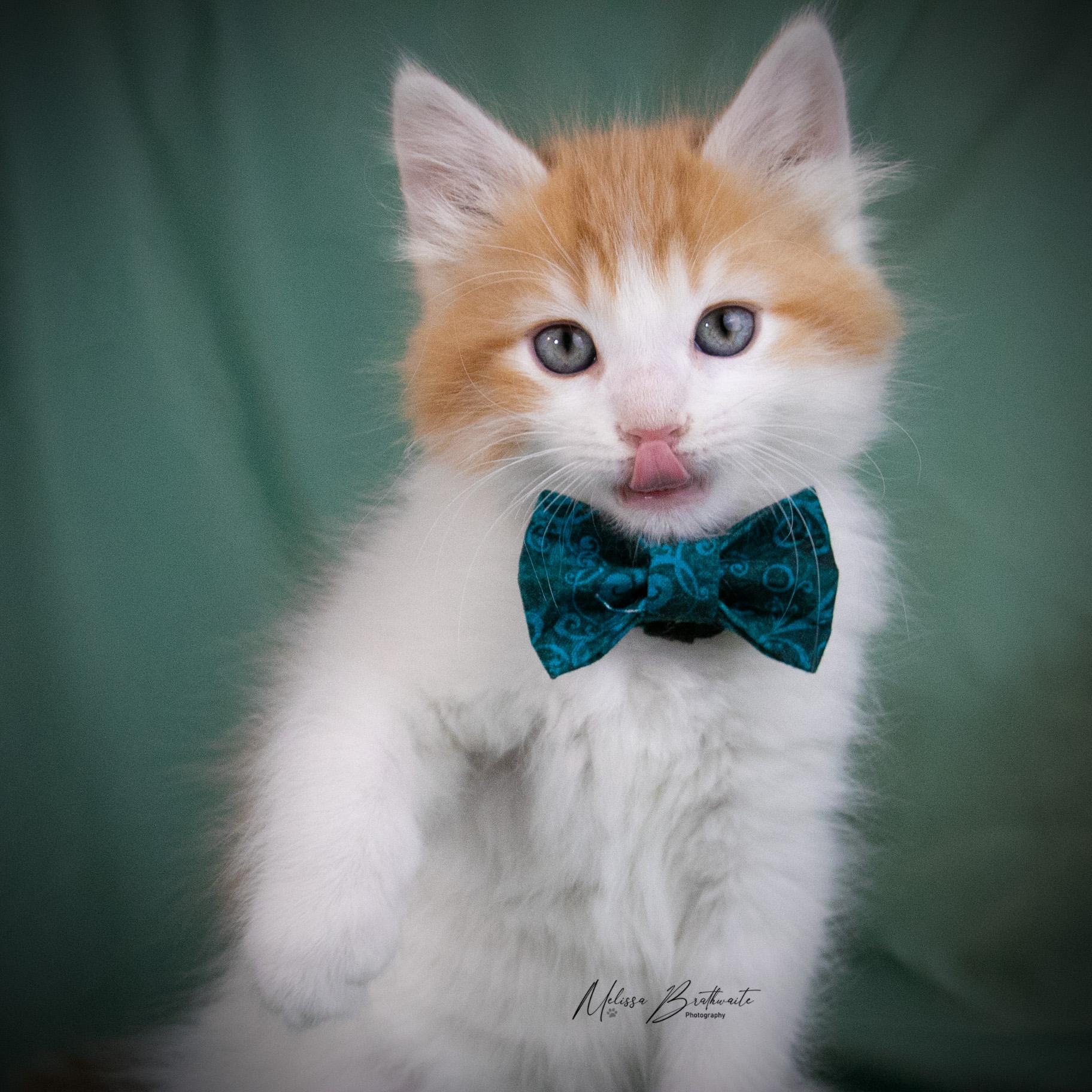 Enlarge Blaze, an adopted Domestic Medium Hair in Calgary, AB image 3/4
