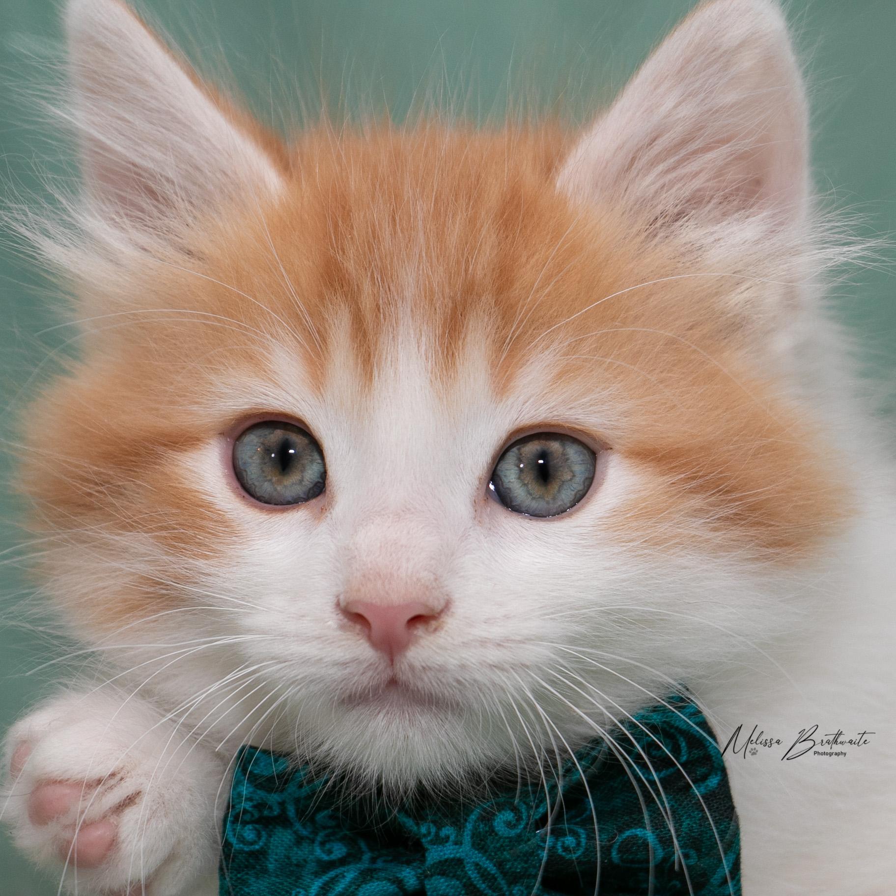 Enlarge Blaze, an adopted Domestic Medium Hair in Calgary, AB image 2/4