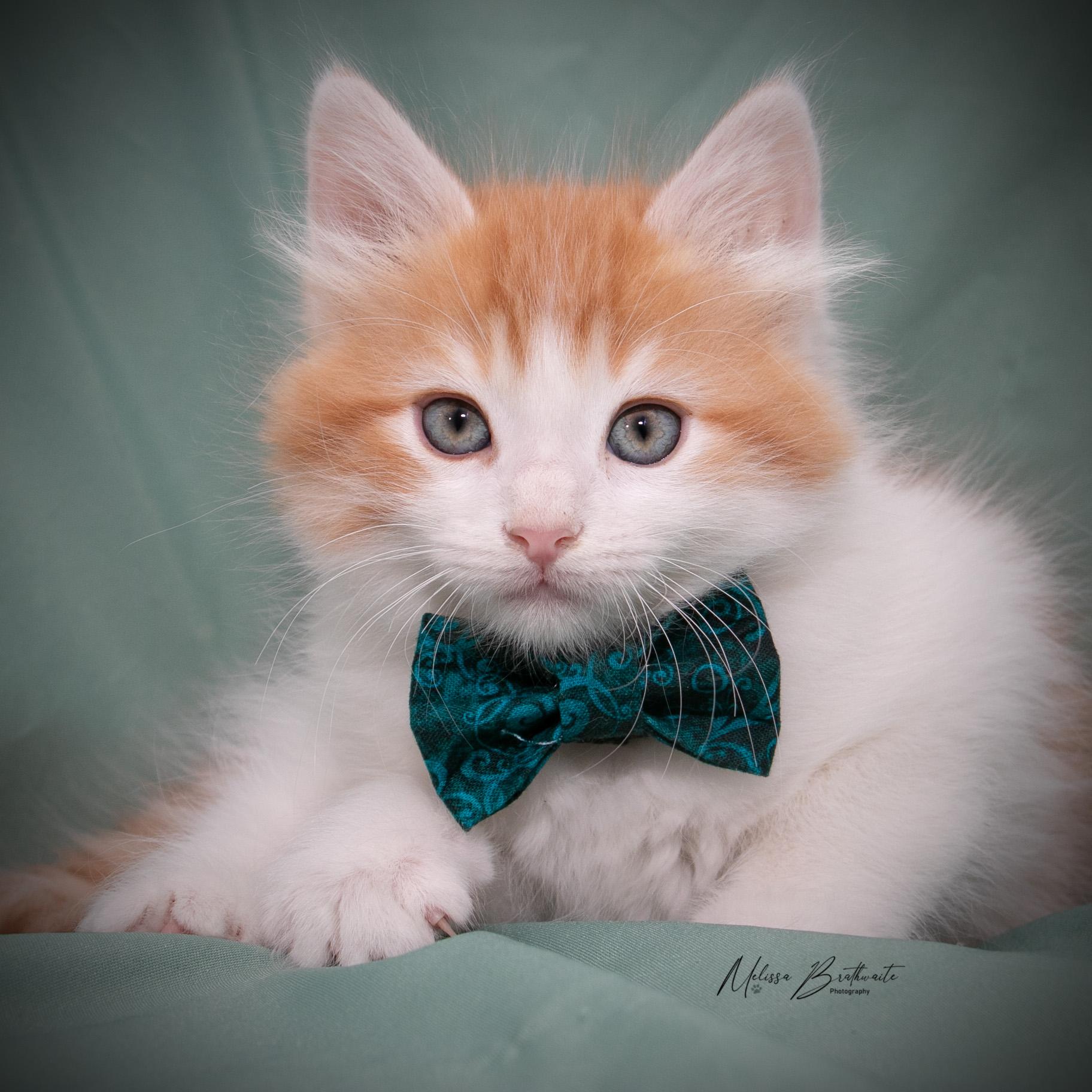 Enlarge Blaze, an adopted Domestic Medium Hair in Calgary, AB image 4/4