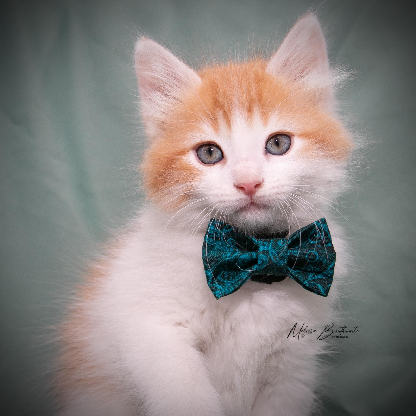 Enlarge Blaze, an adopted Domestic Medium Hair in Calgary, AB image 1/4