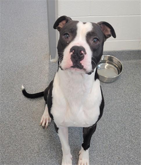 Enlarge JIFFY, a Adoptable Pit Bull Terrier in Toledo, OH image 1/1