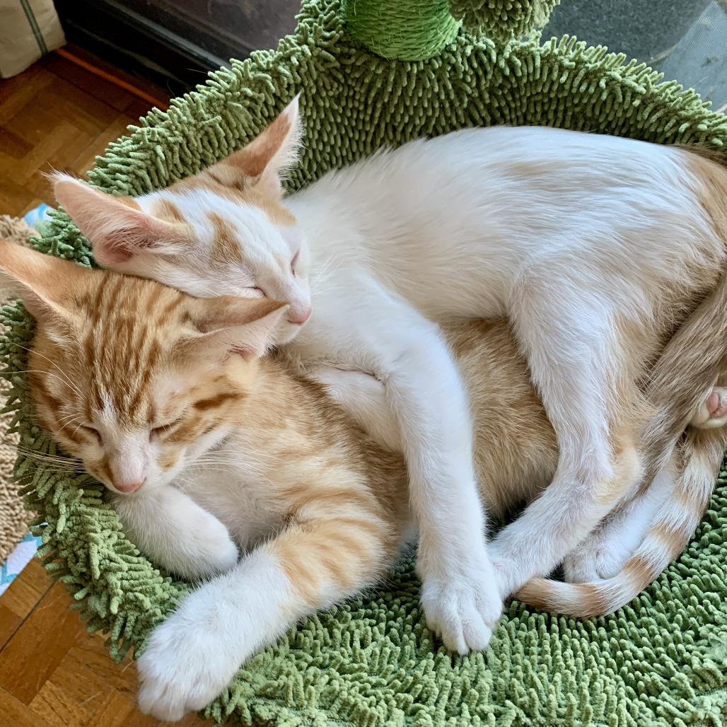 Wallace — thumbnail 2