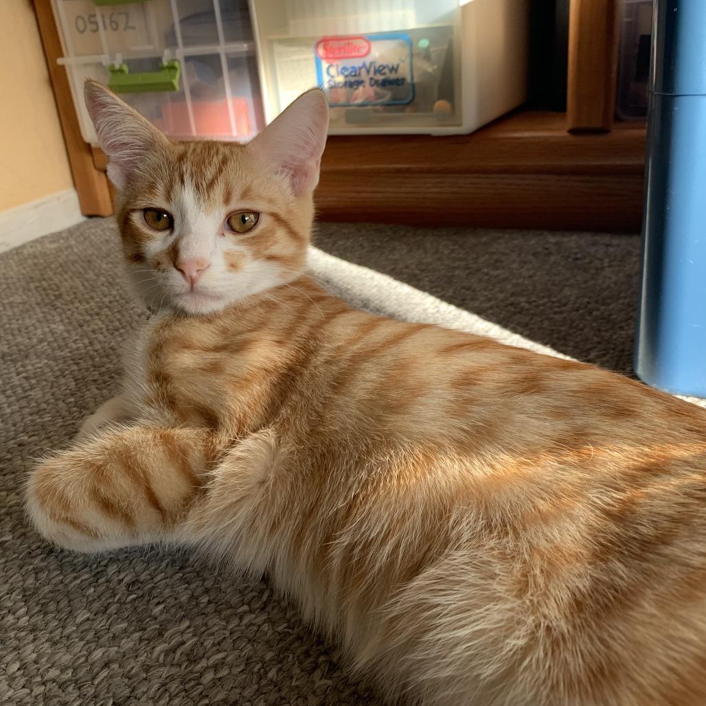 Wallace — thumbnail 3