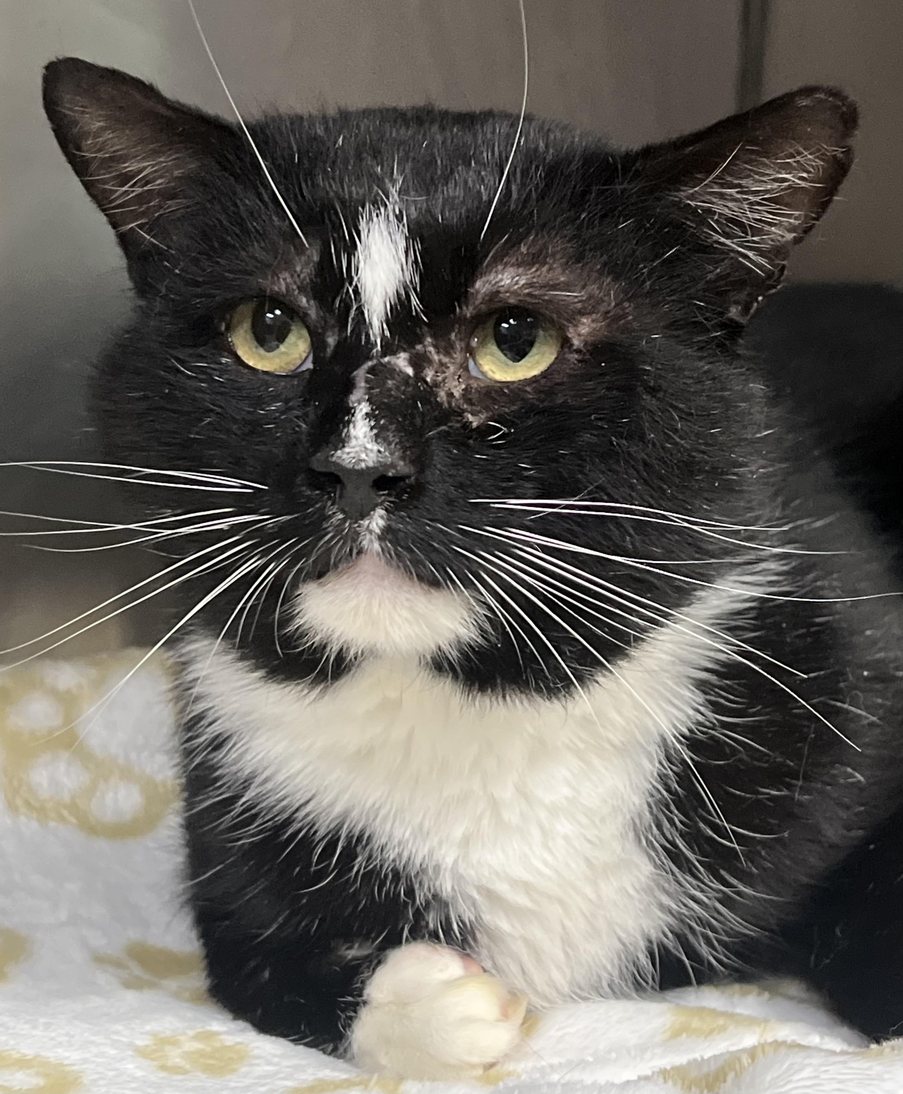 Mitch, a ADOPTABLE Domestic Short Hair in Johnston, RI image 6/6