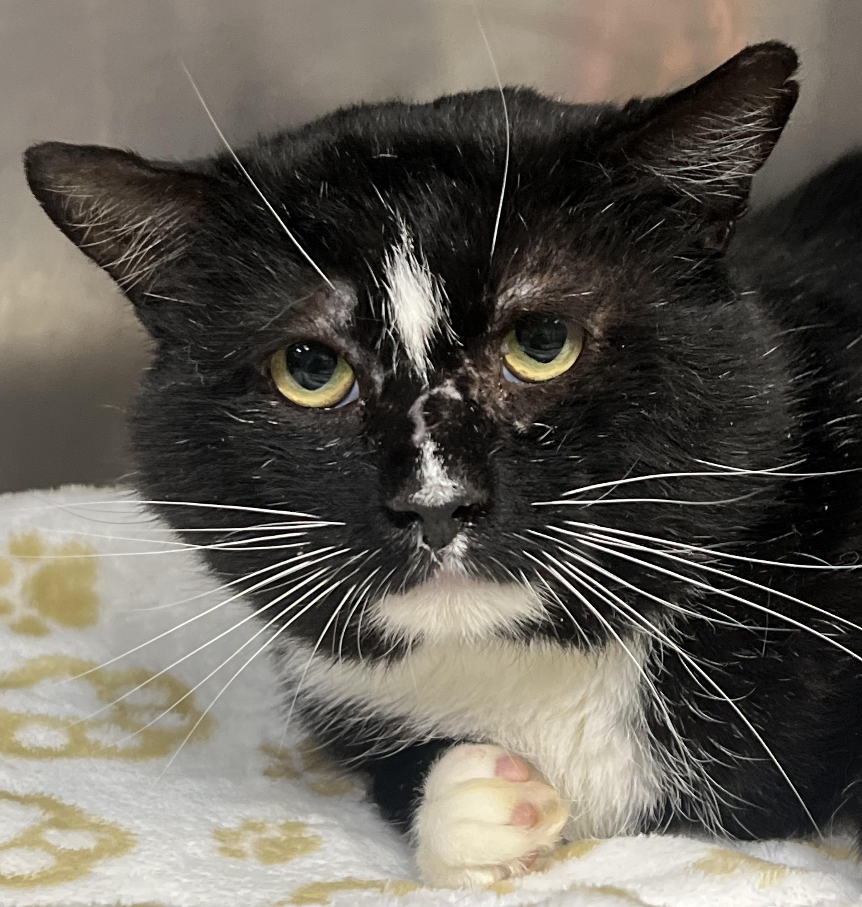 Mitch, a ADOPTABLE Domestic Short Hair in Johnston, RI image 5/6