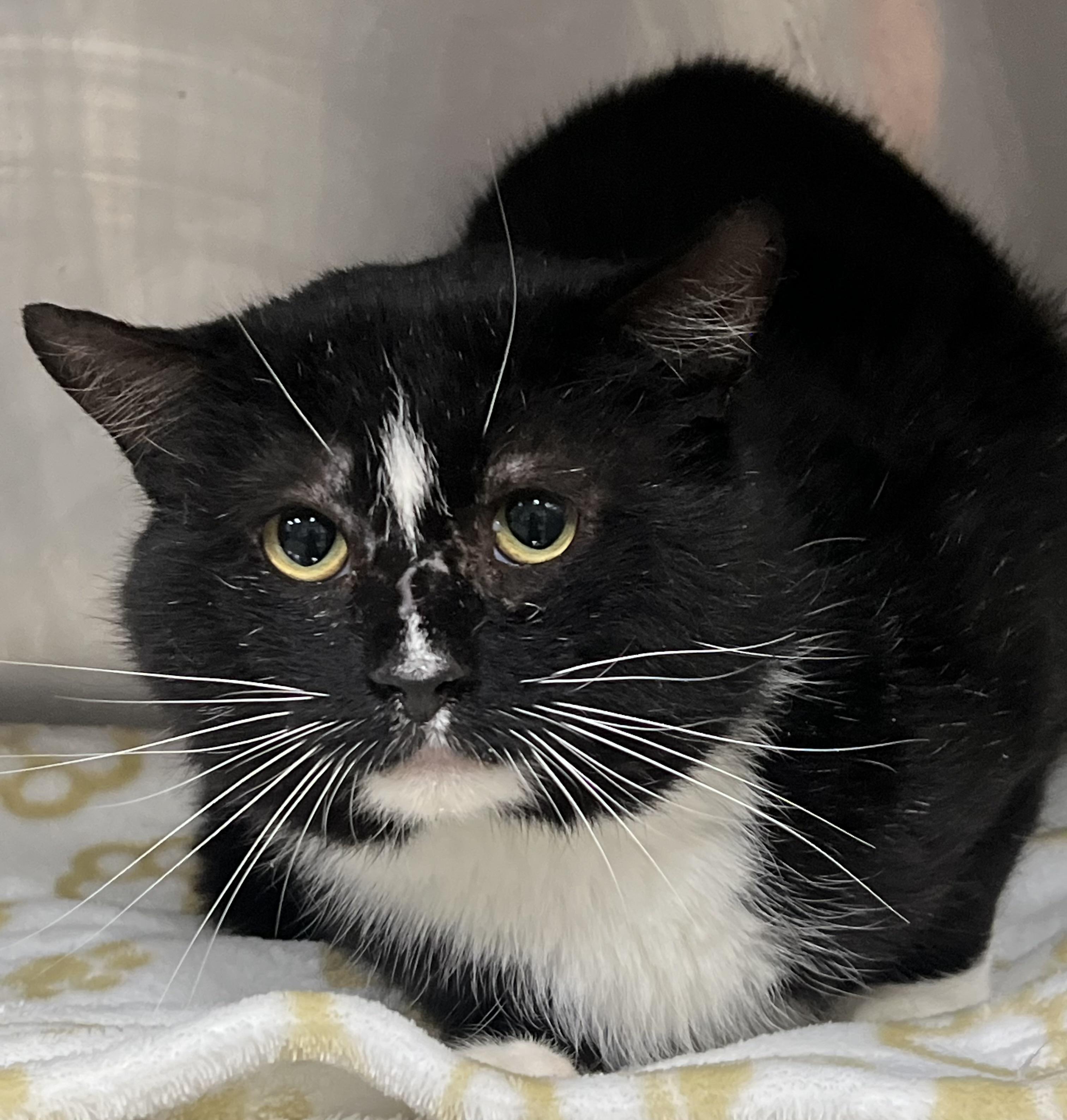 Mitch, a ADOPTABLE Domestic Short Hair in Johnston, RI image 3/6