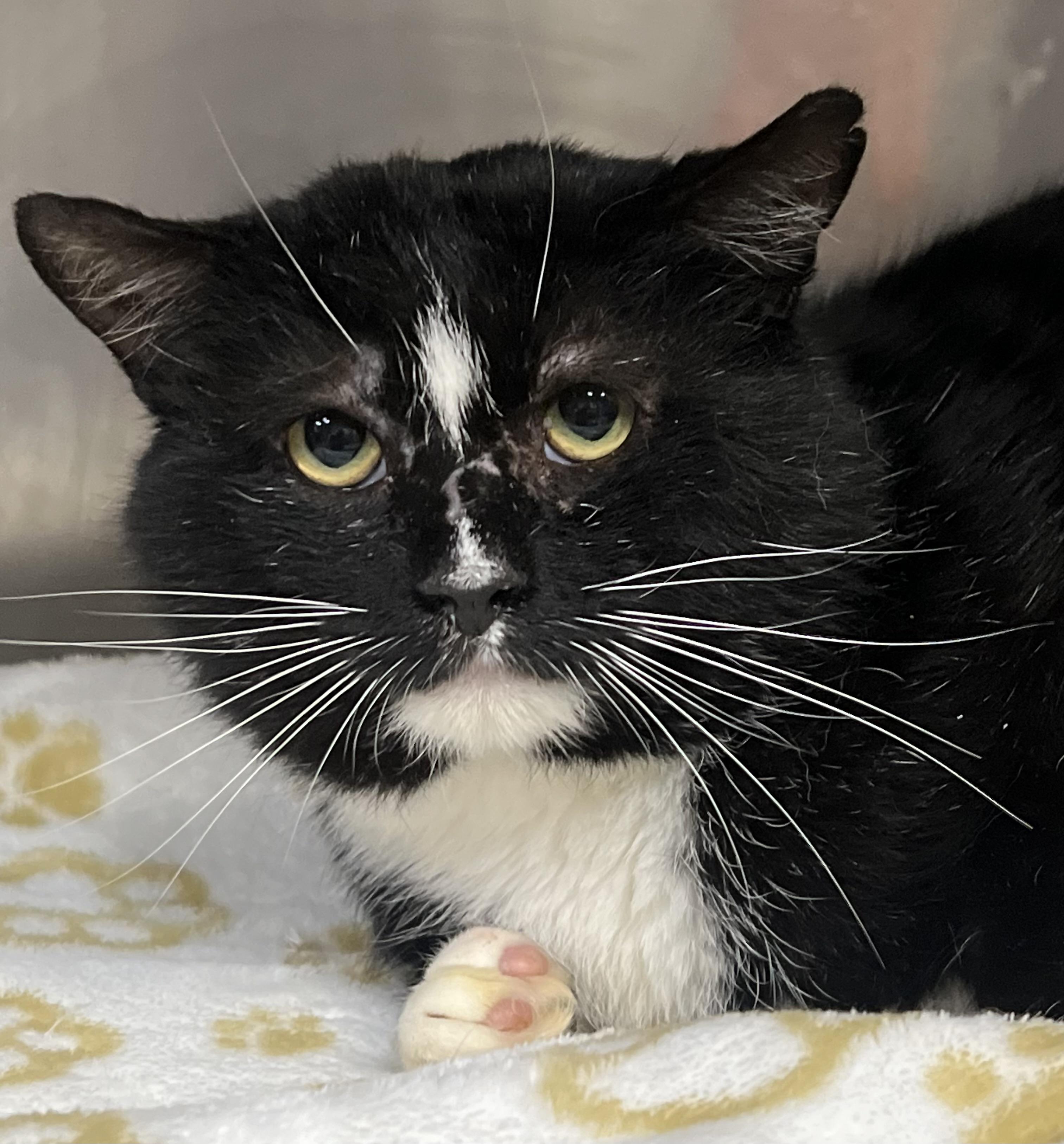 Mitch, a ADOPTABLE Domestic Short Hair in Johnston, RI image 1/6