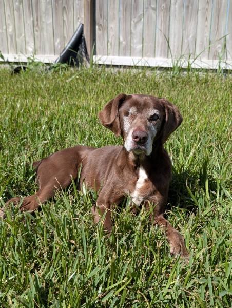 Violet, adoptable, Senior Female Chocolate Labrador Retriever.