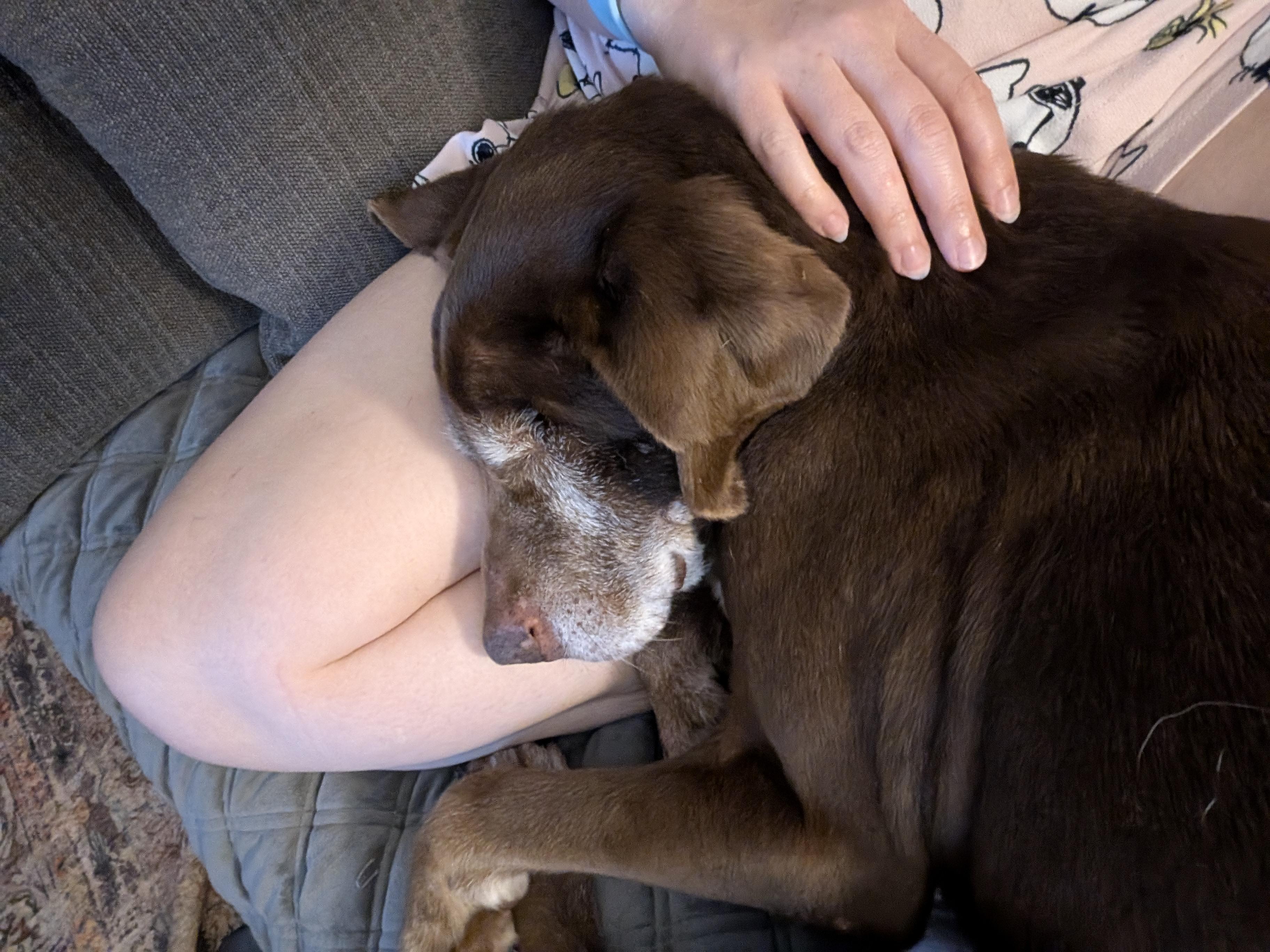 Enlarge Violet, an adoptable Chocolate Labrador Retriever in Willington, CT image 3/5