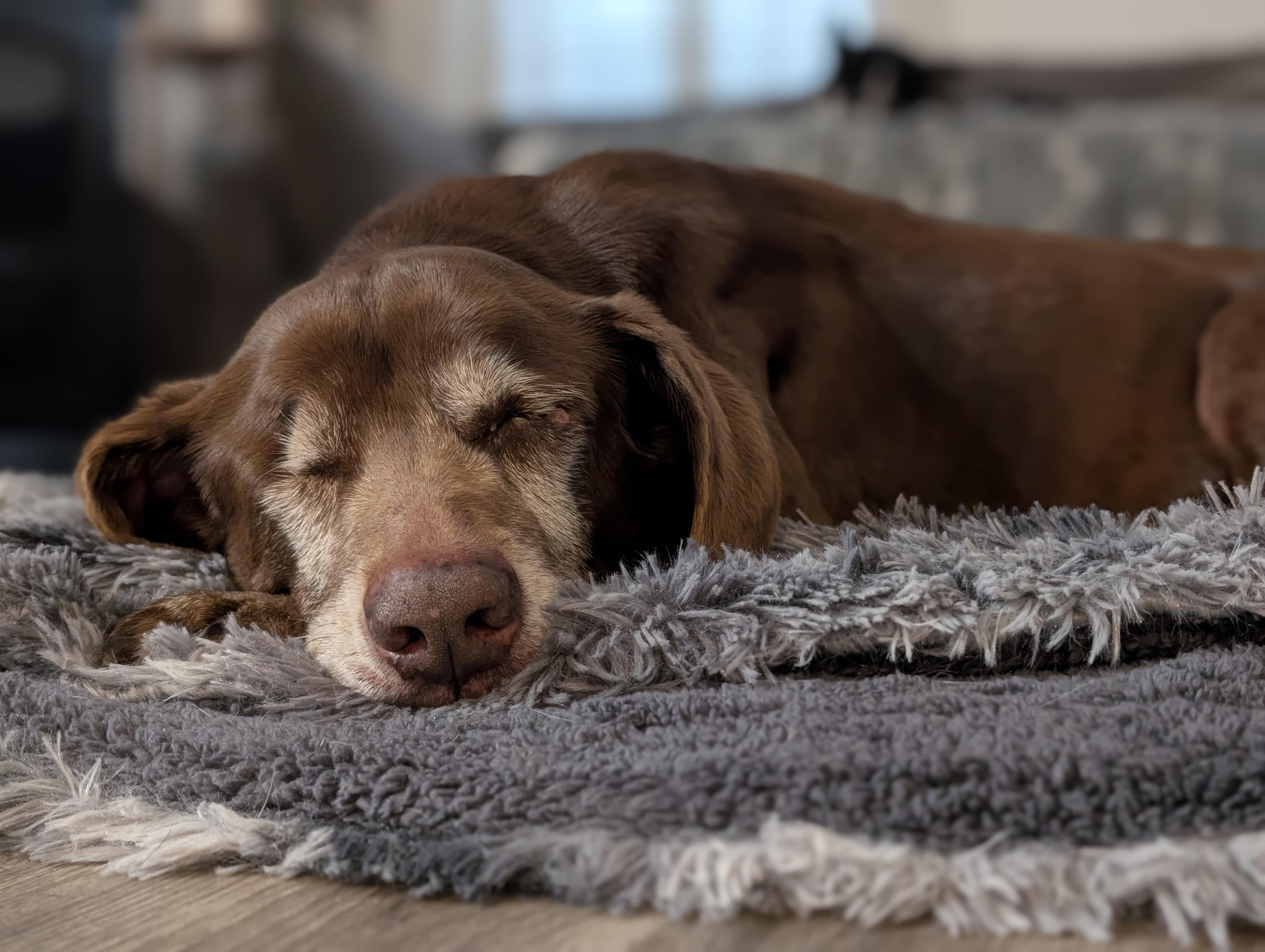 Enlarge Violet, an adoptable Chocolate Labrador Retriever in Willington, CT image 2/5