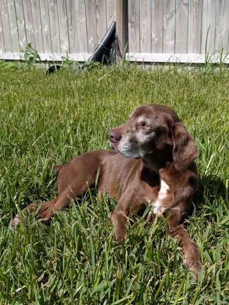 Enlarge Violet, an adoptable Chocolate Labrador Retriever in Willington, CT image 5/5