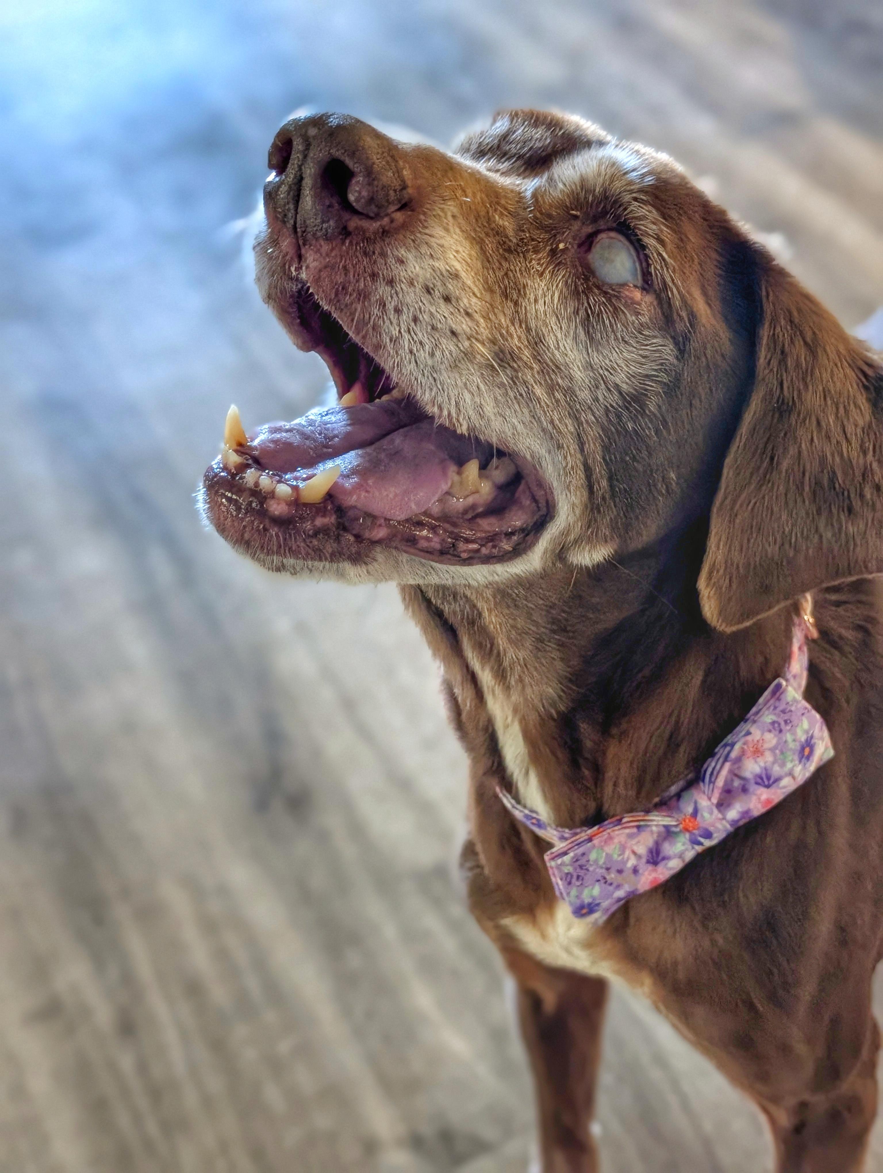 Enlarge Violet, an adoptable Chocolate Labrador Retriever in Willington, CT image 4/5