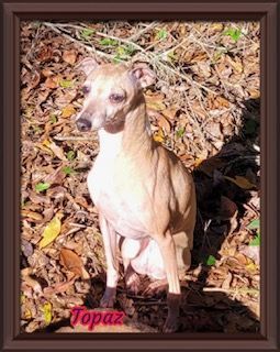 Topaz, Adult Female Italian Greyhound