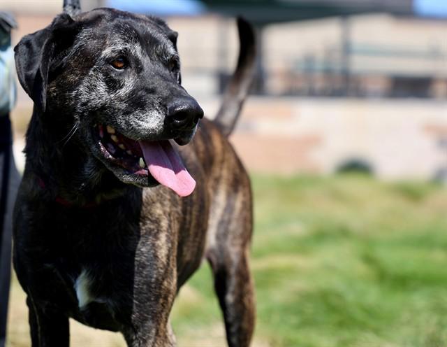 JASMINE, Adoptable, Adult Female Mastiff.