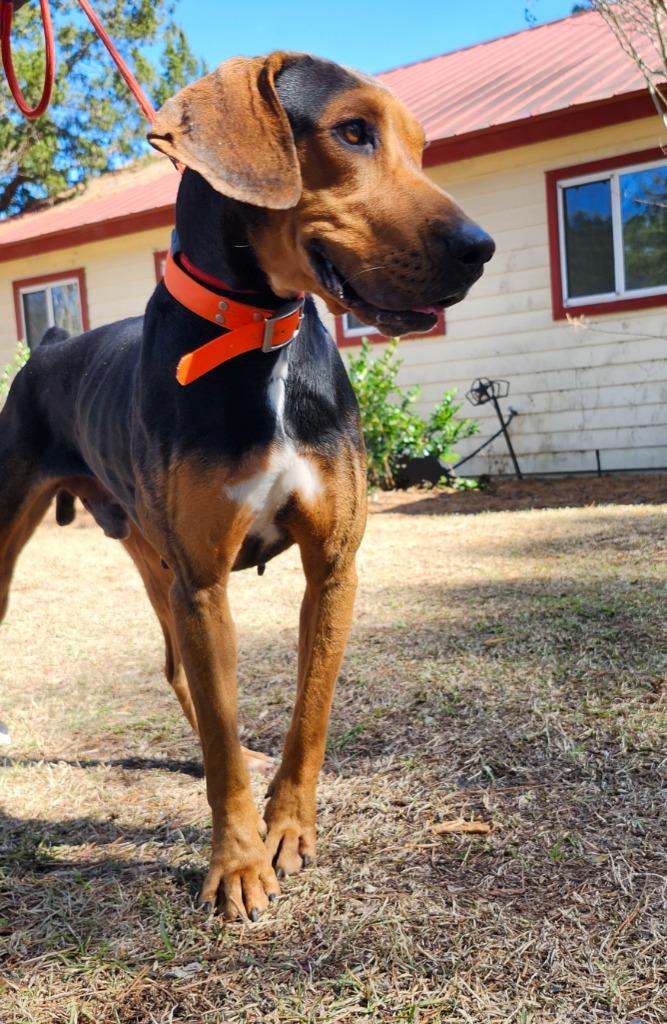 Dozer, a Adoptable Hound in Hardeeville, SC image 1/2