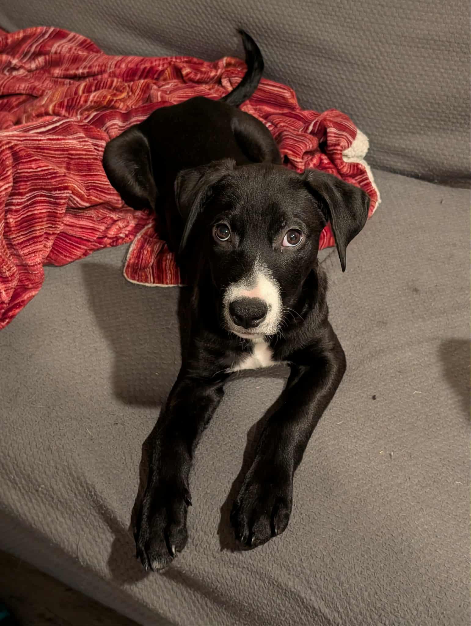 Leo