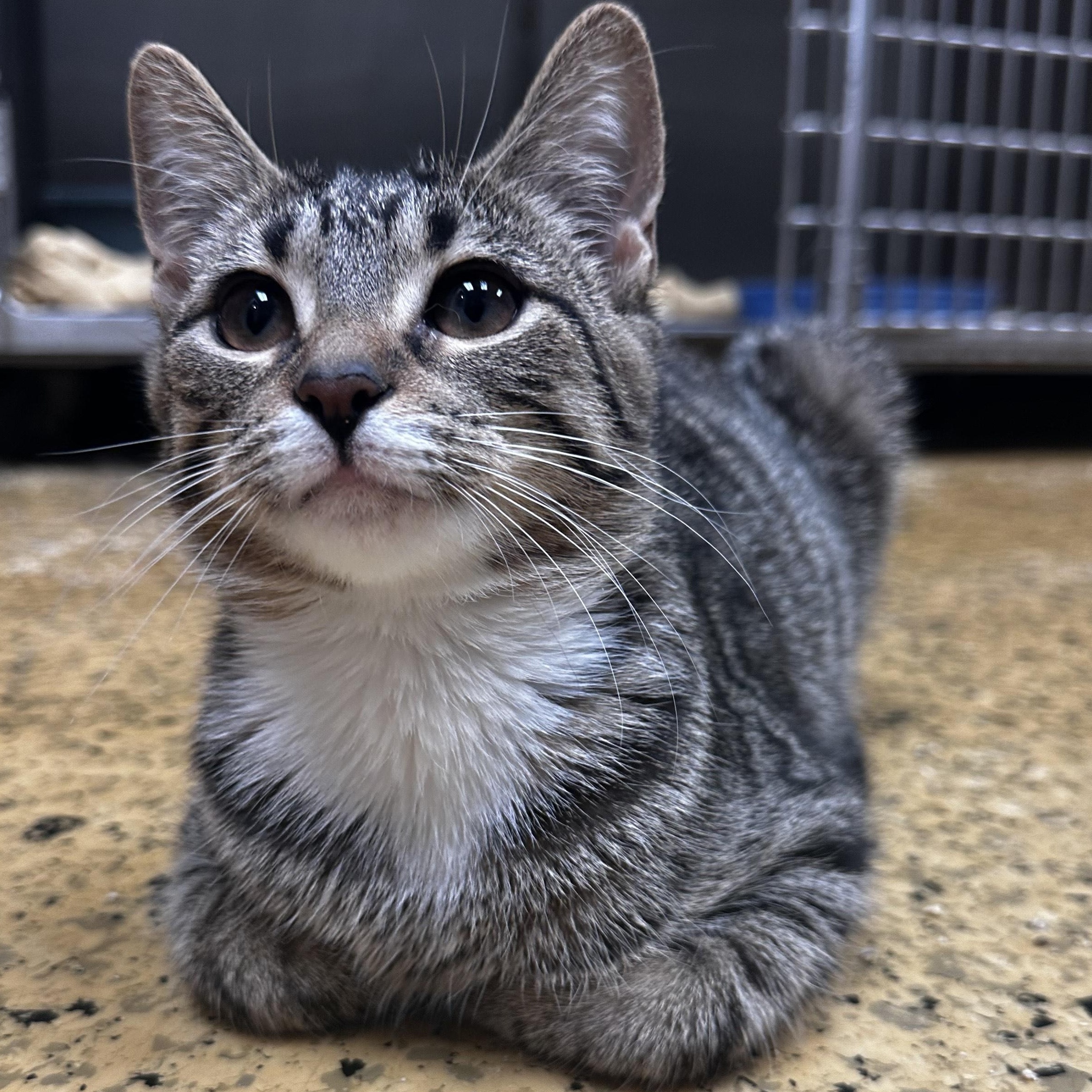 June Bug and Lady Bug, Adoptable, Kitten Female Domestic Short Hair.