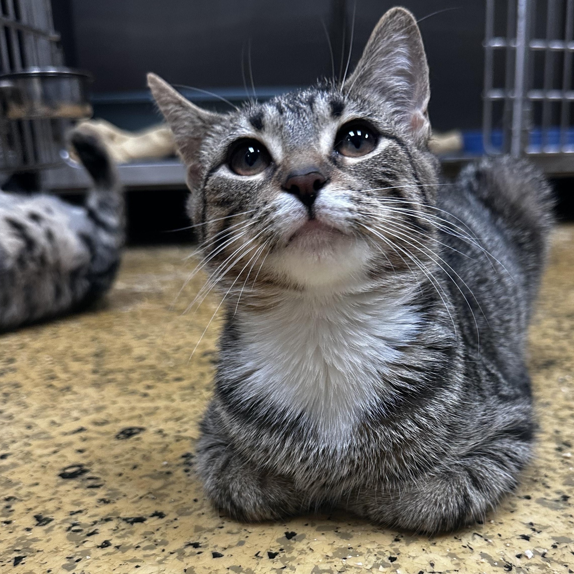 Enlarge June Bug and Lady Bug, a Adoptable Domestic Short Hair in Toledo, OH image 2/5