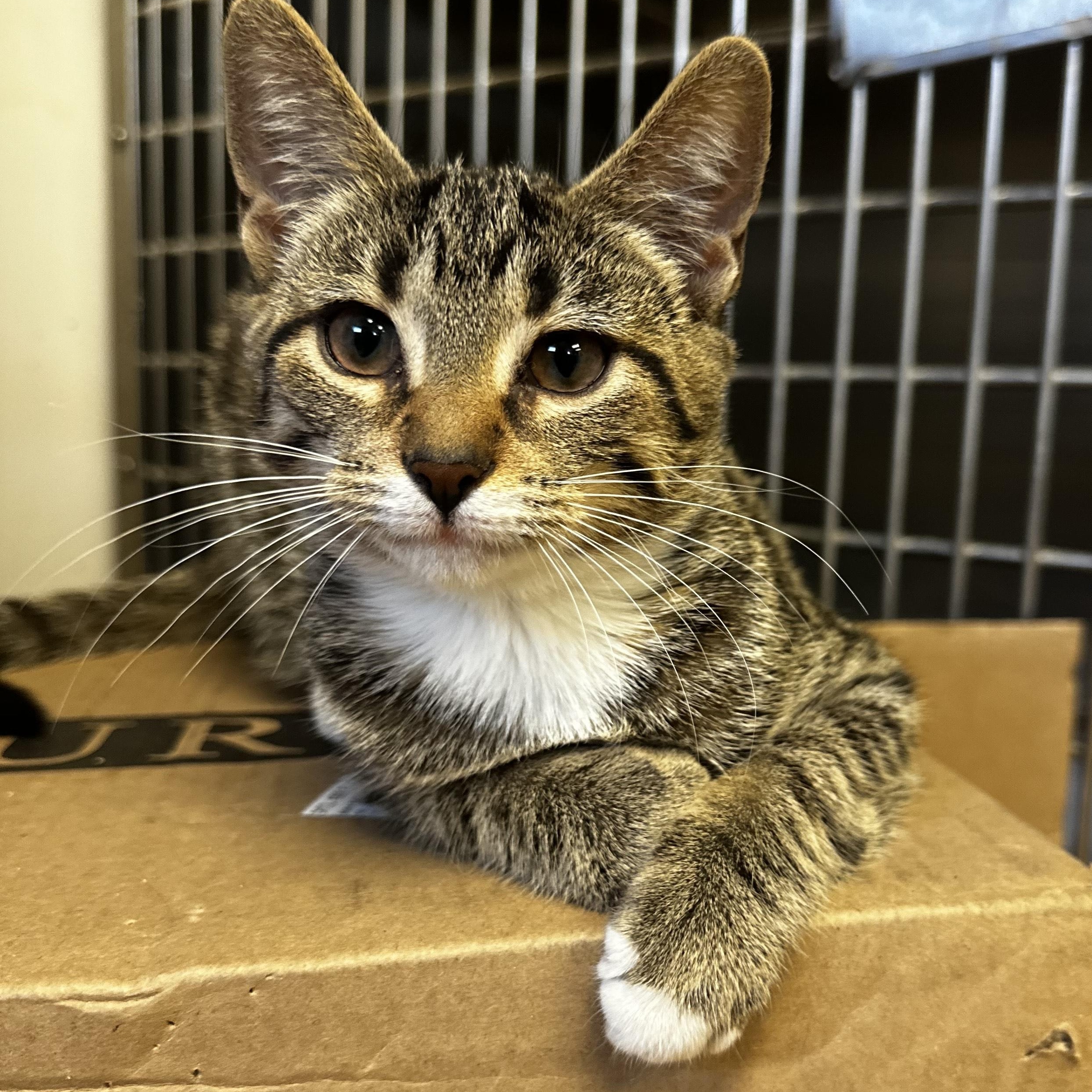 Enlarge June Bug and Lady Bug, a Adoptable Domestic Short Hair in Toledo, OH image 3/5