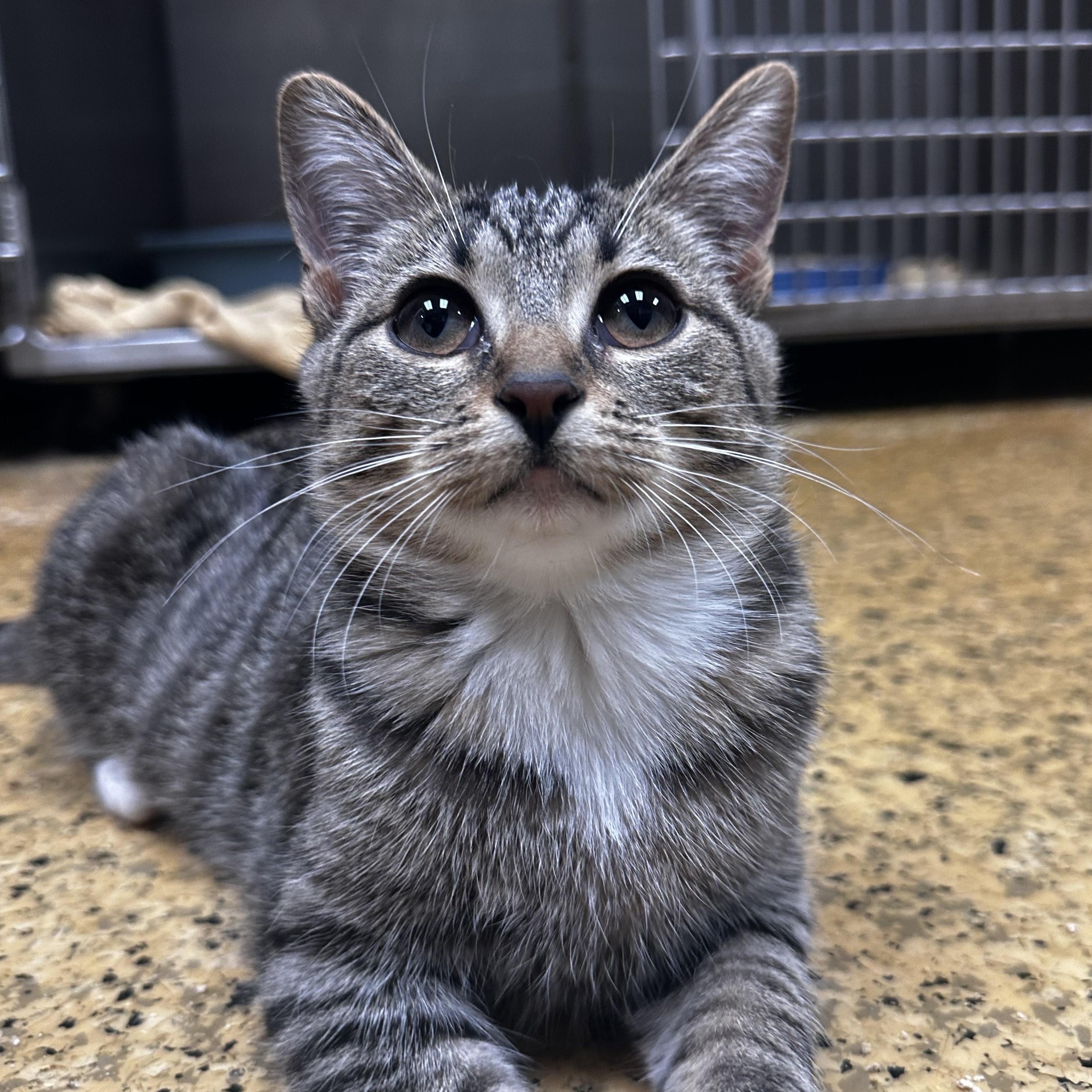 Enlarge June Bug and Lady Bug, a Adoptable Domestic Short Hair in Toledo, OH image 4/5
