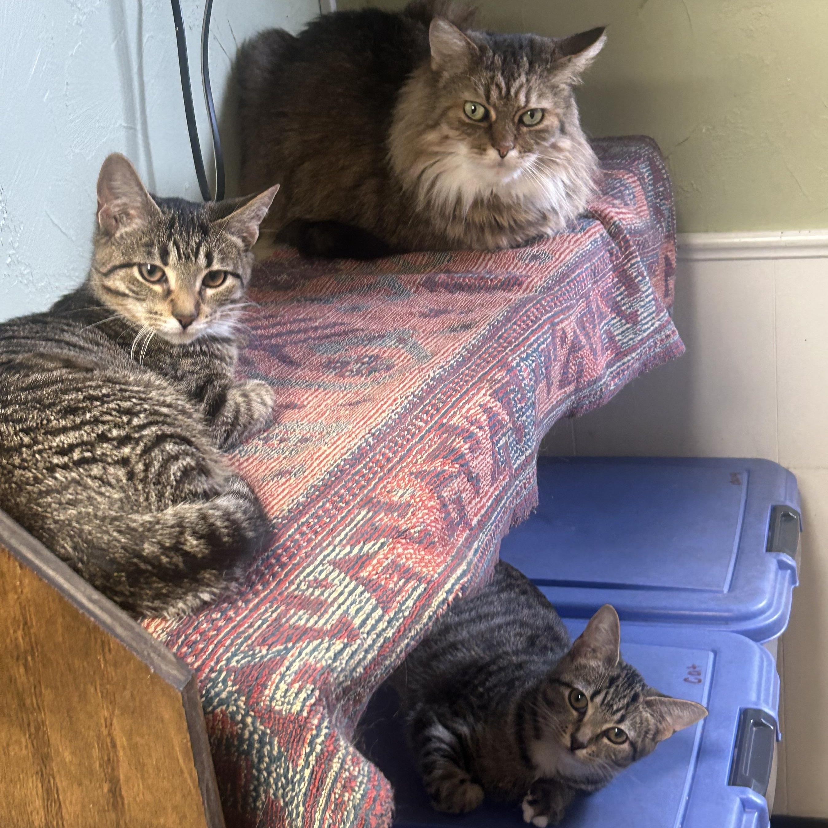 Enlarge June Bug and Lady Bug, a Adoptable Domestic Short Hair in Toledo, OH image 5/5