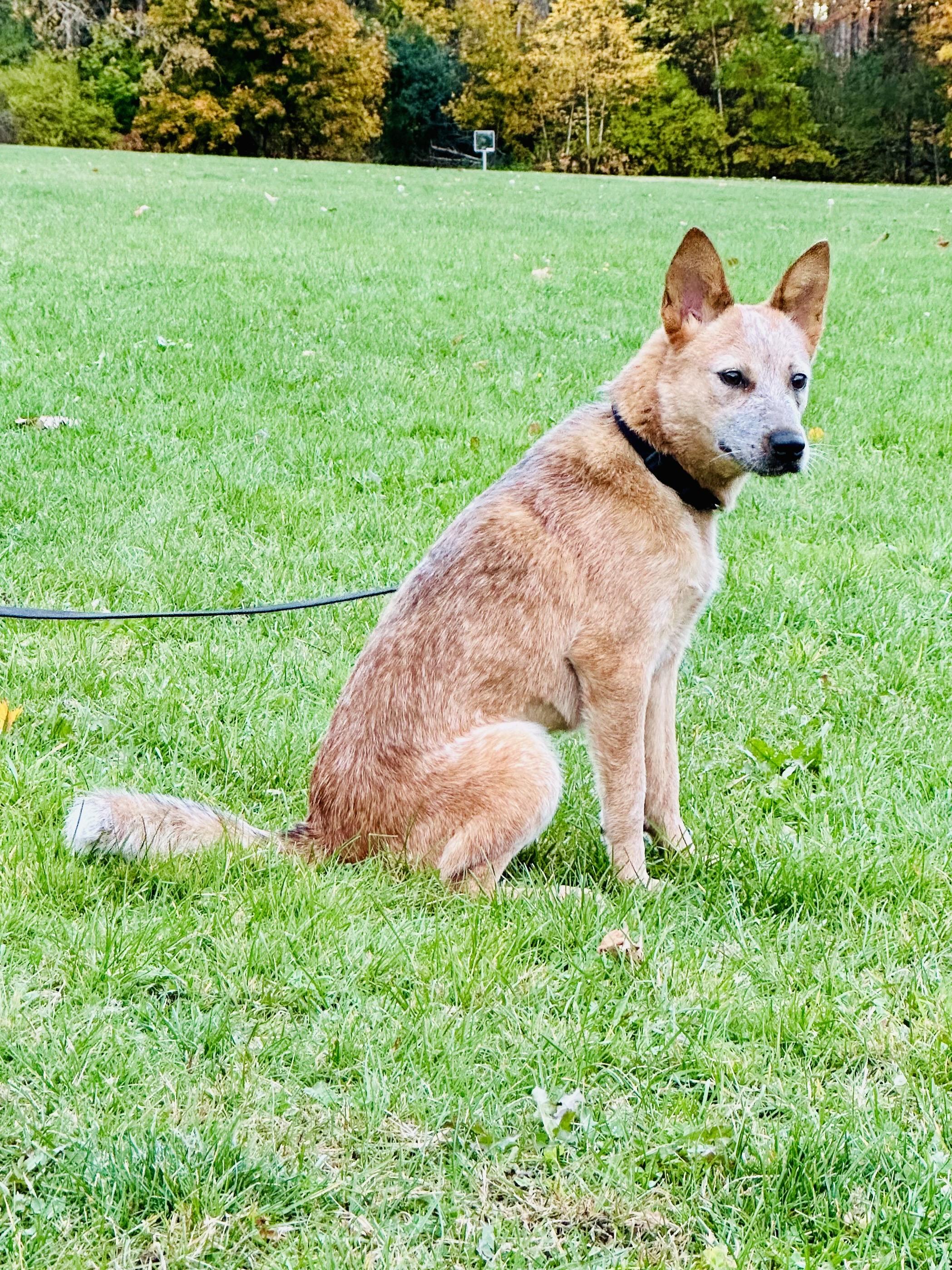 Tess, a Adoptable Australian Cattle Dog / Blue Heeler in Bangor, ME image 1/6