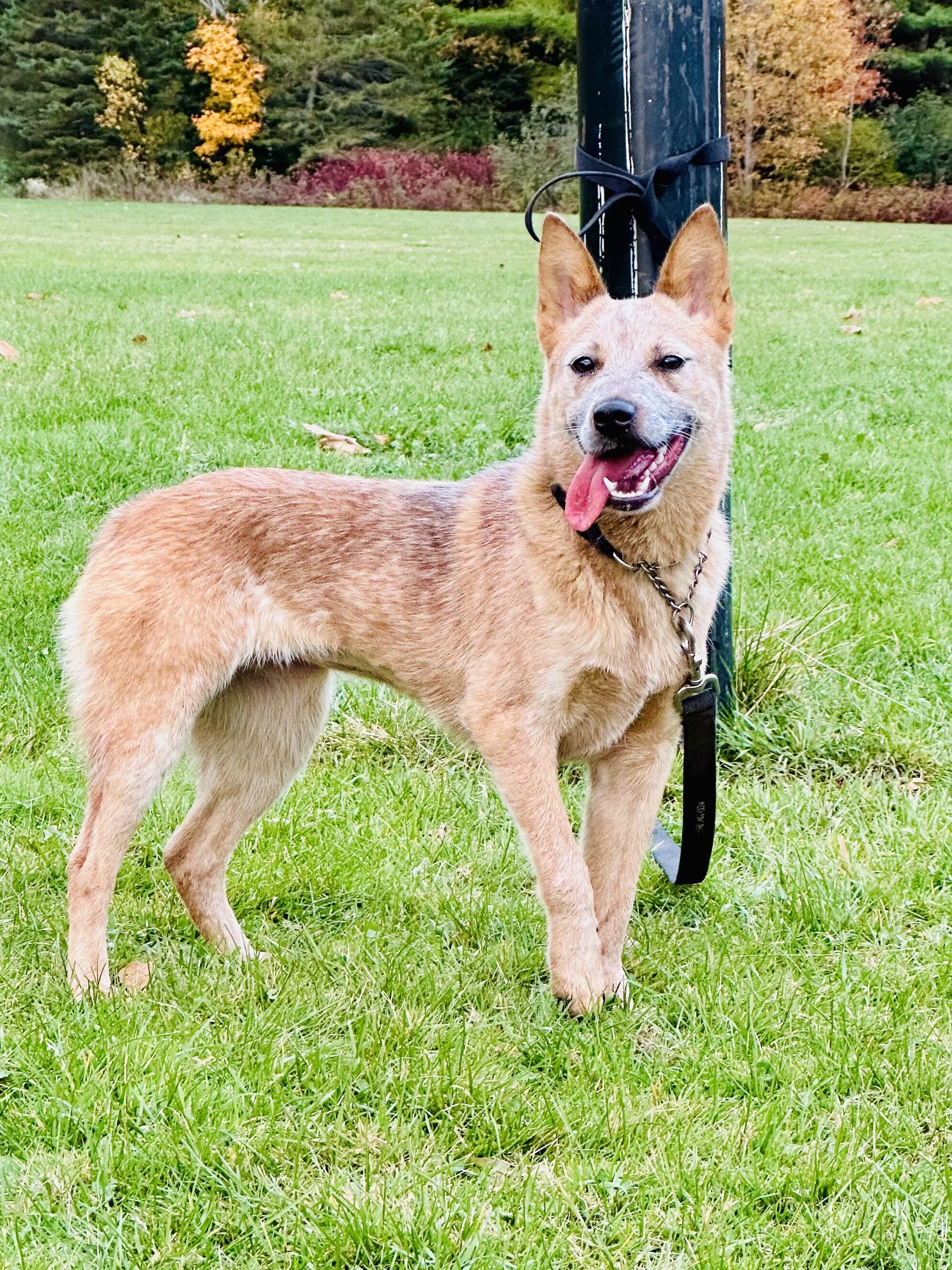 Tess, a Adoptable Australian Cattle Dog / Blue Heeler in Bangor, ME image 2/6