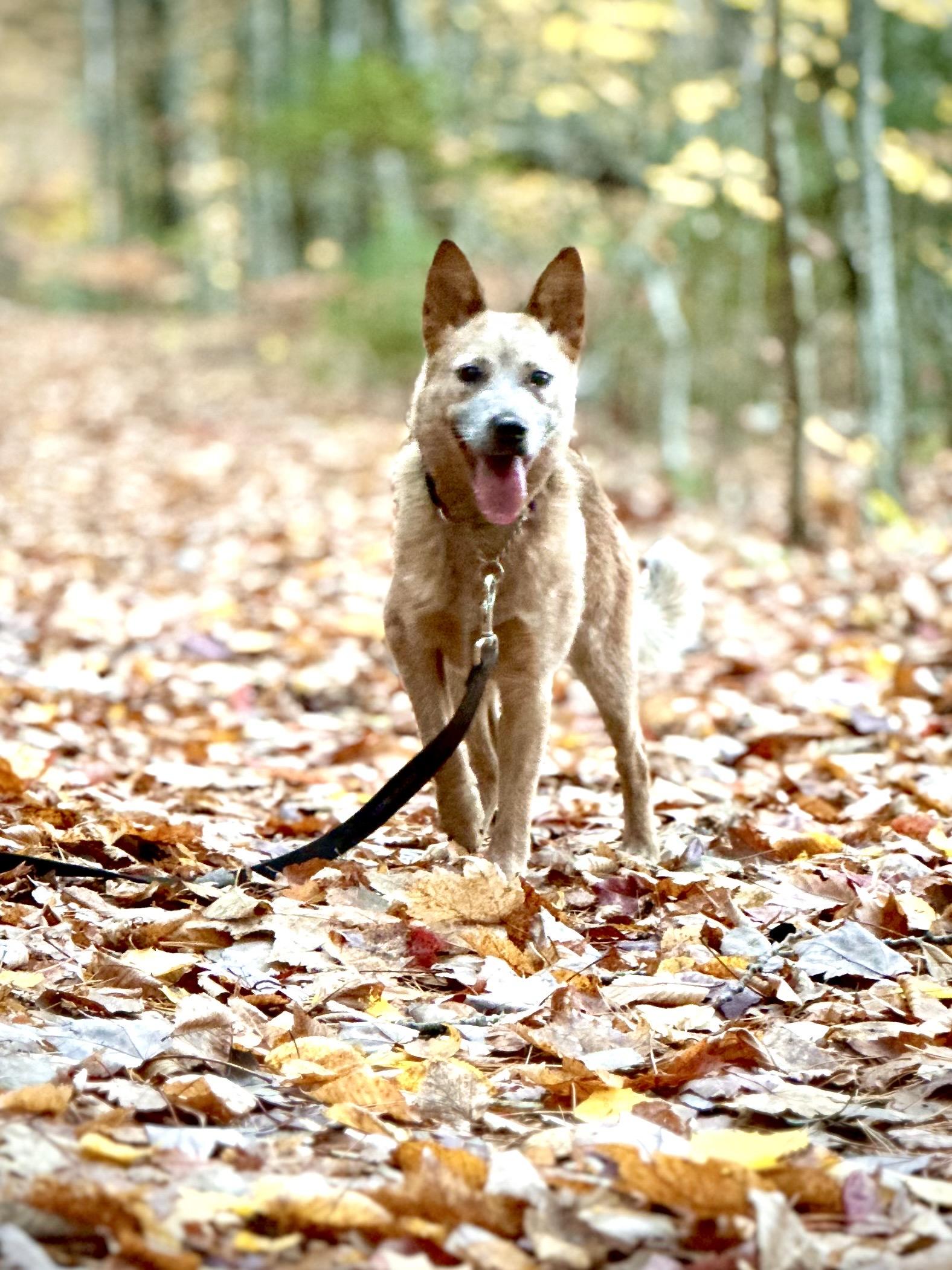 Tess, a Adoptable Australian Cattle Dog / Blue Heeler in Bangor, ME image 3/6