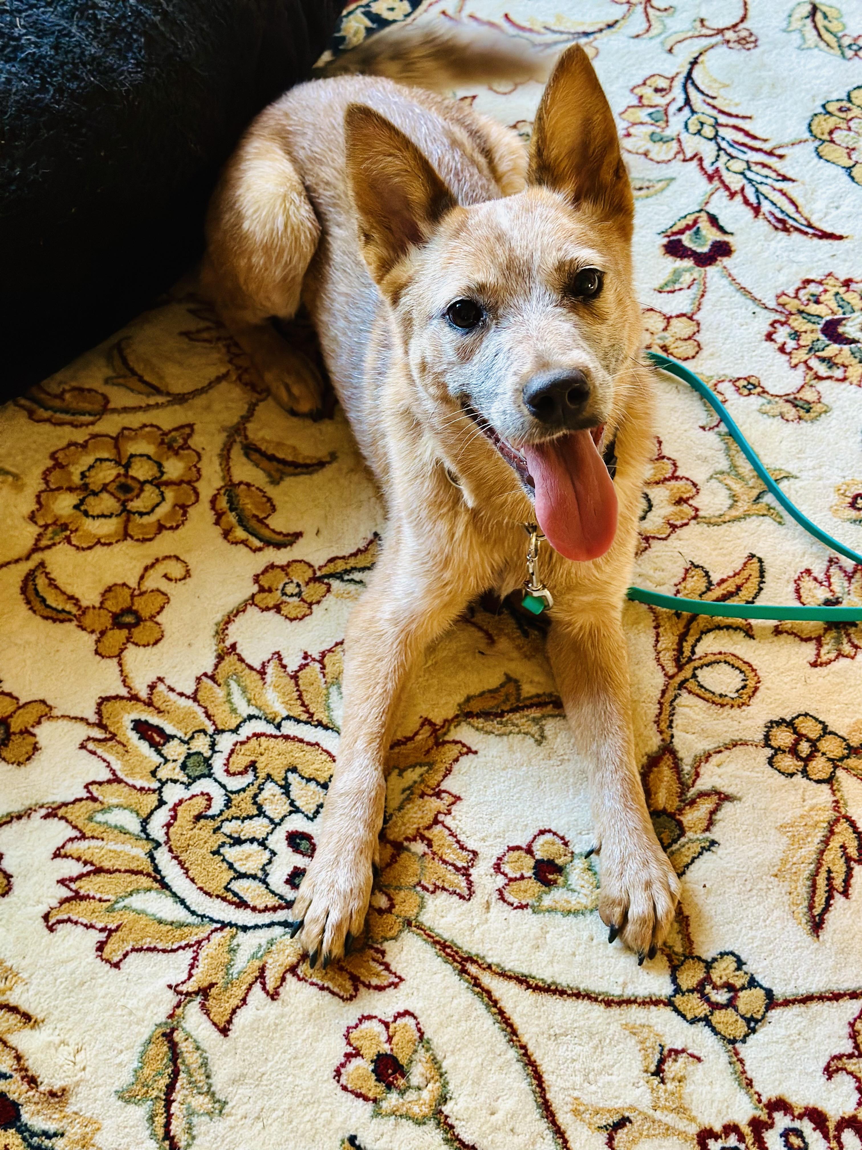 Tess, a Adoptable Australian Cattle Dog / Blue Heeler in Bangor, ME image 4/6