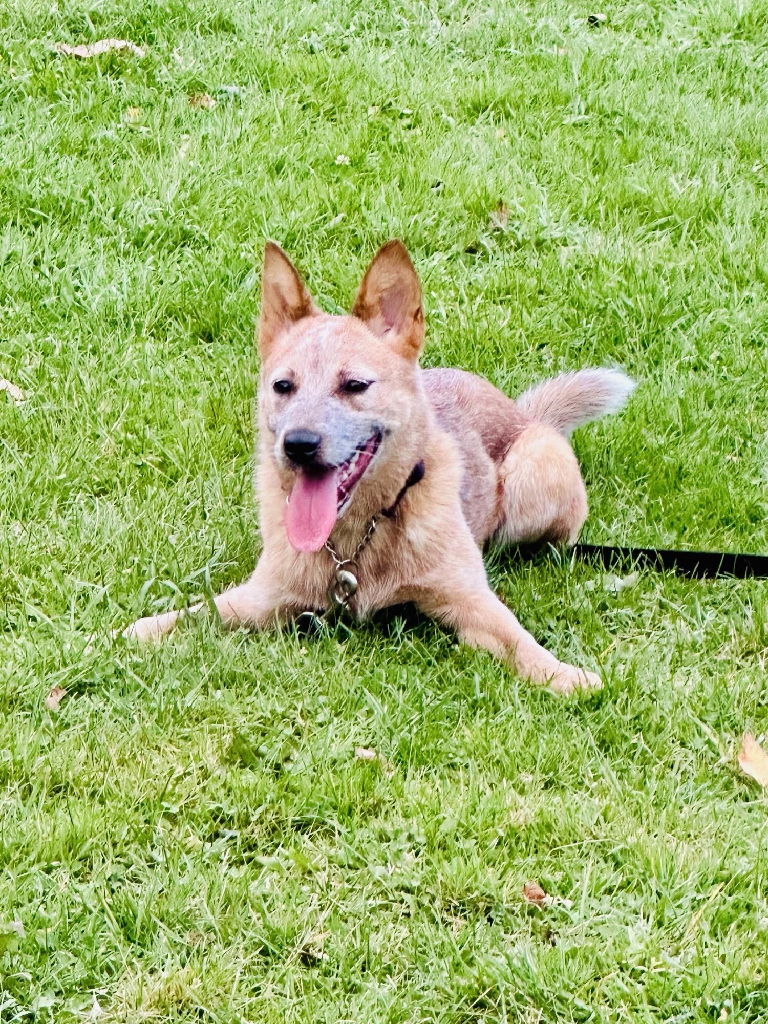Tess, a Adoptable Australian Cattle Dog / Blue Heeler in Bangor, ME image 5/6