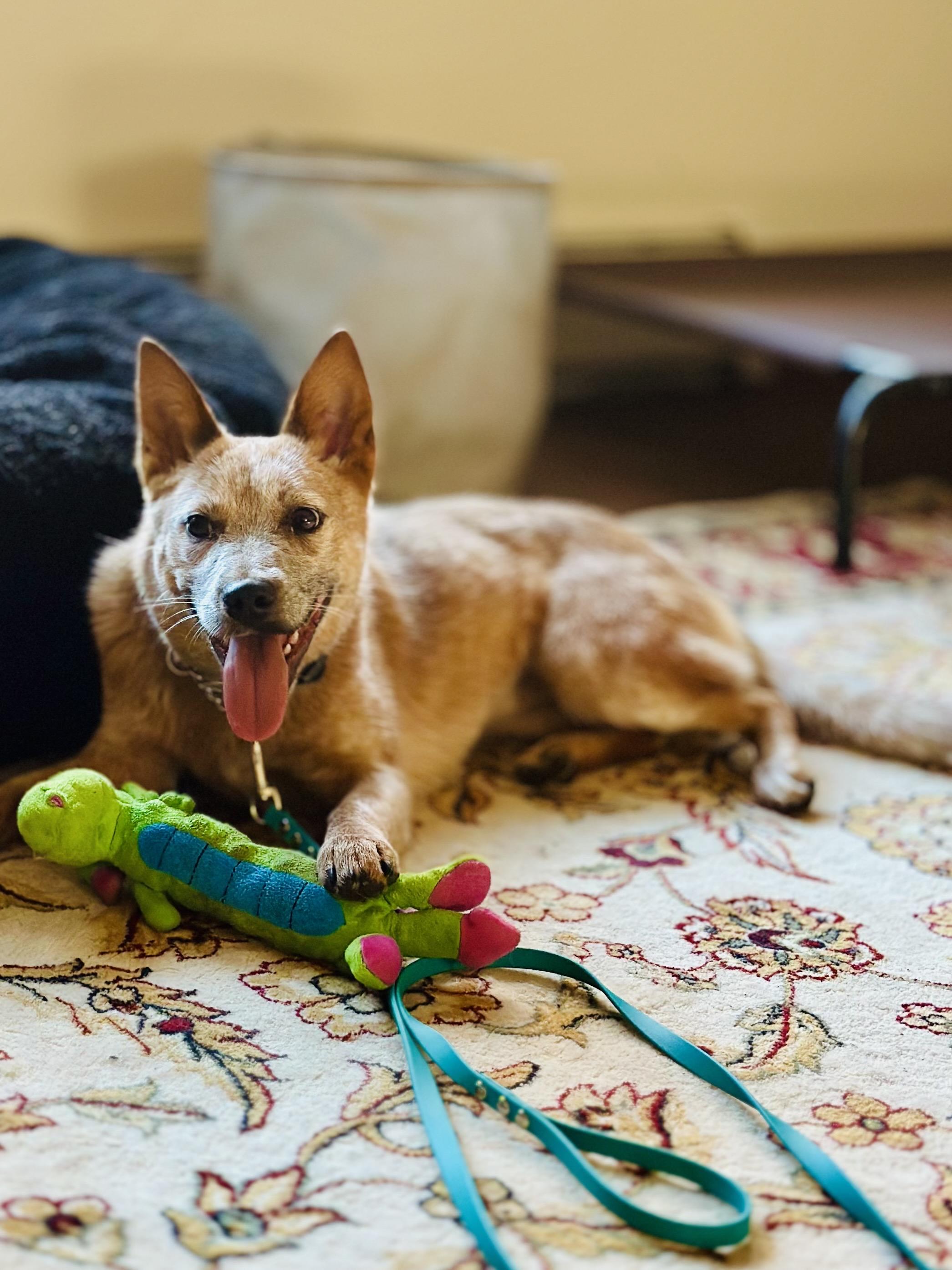 Tess, a Adoptable Australian Cattle Dog / Blue Heeler in Bangor, ME image 6/6