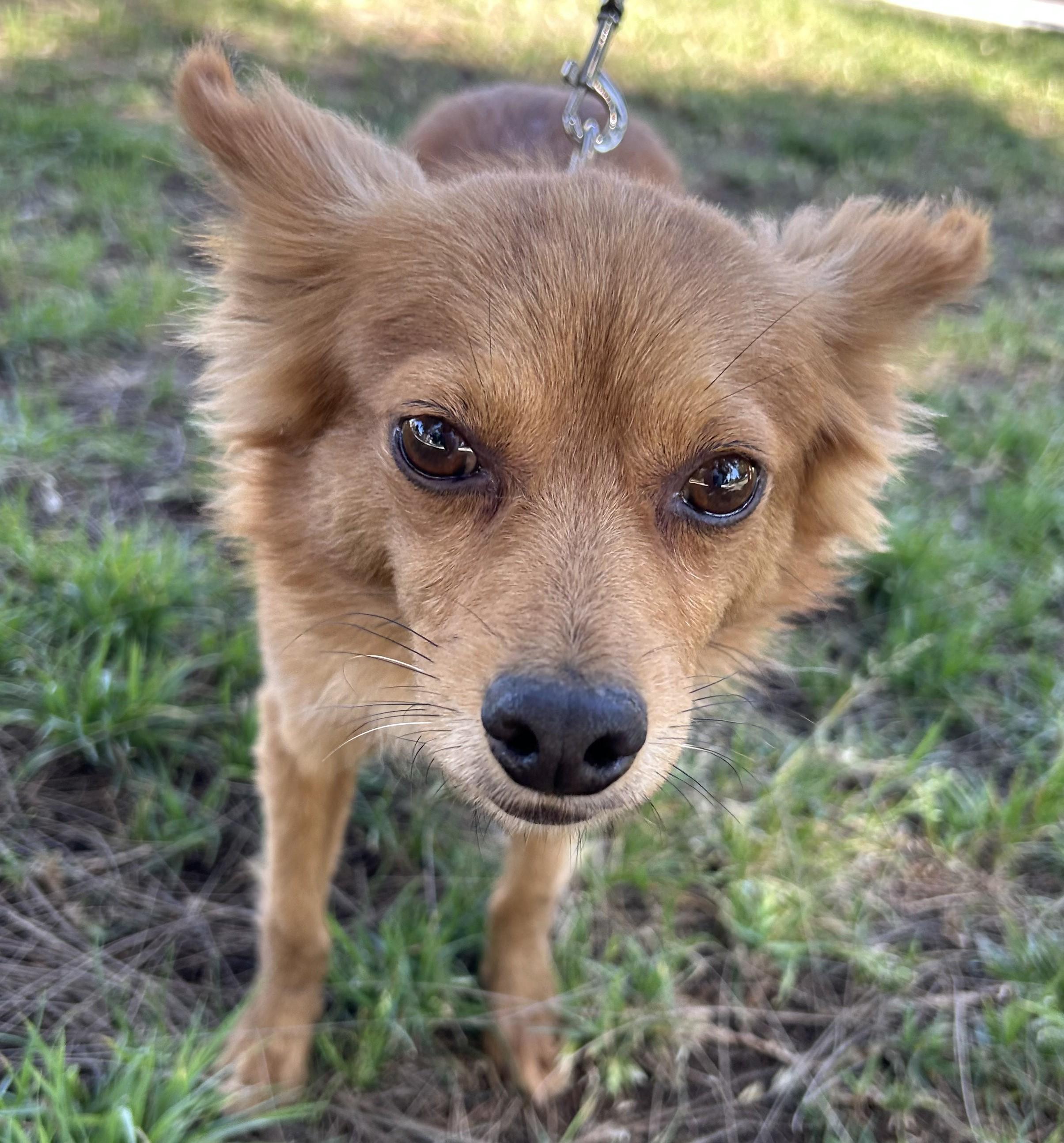 Enlarge FOXY, a ADOPTABLE mixed breed in Bell Gardens, CA image 4/5