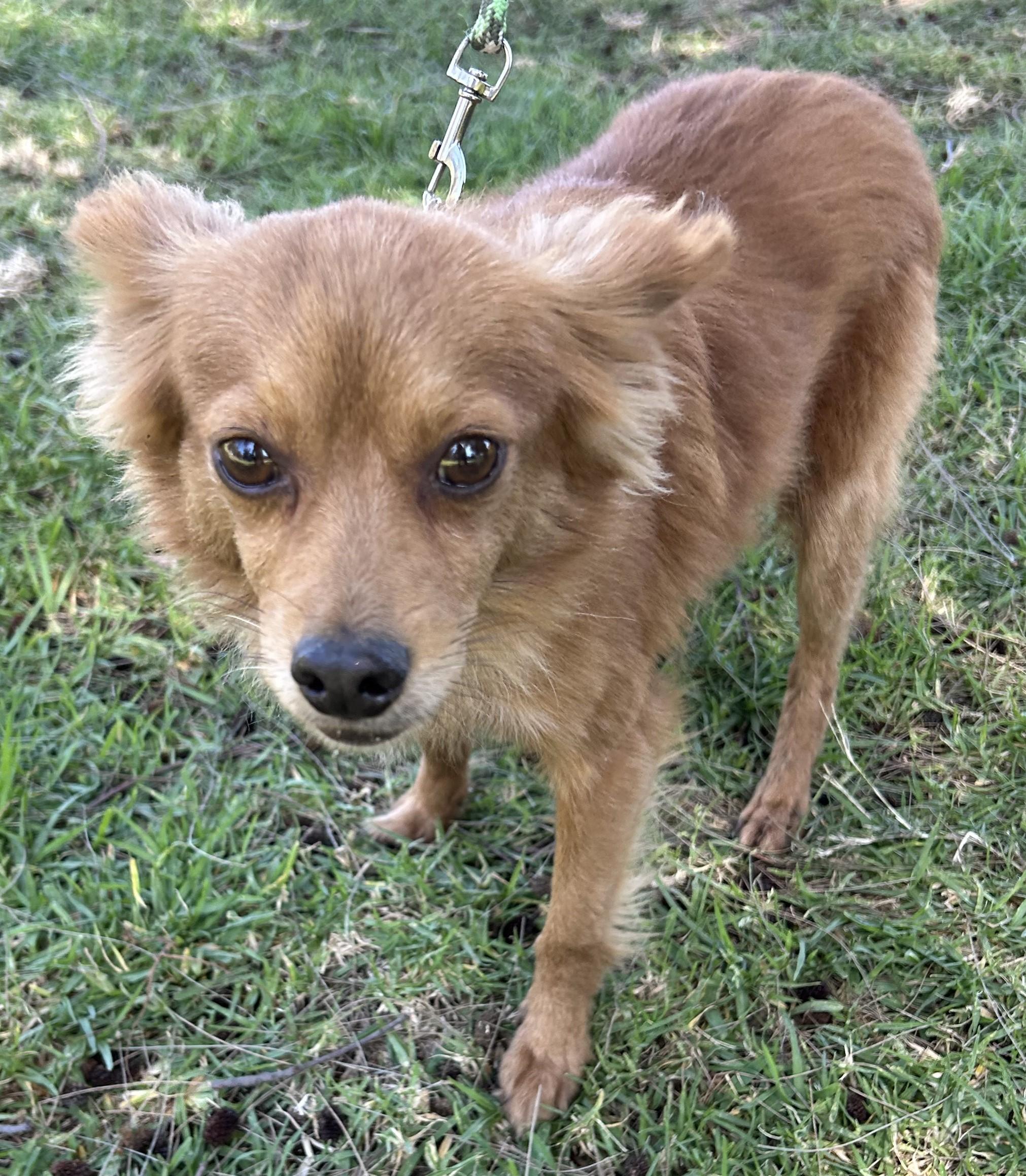 Enlarge FOXY, a ADOPTABLE mixed breed in Bell Gardens, CA image 5/5