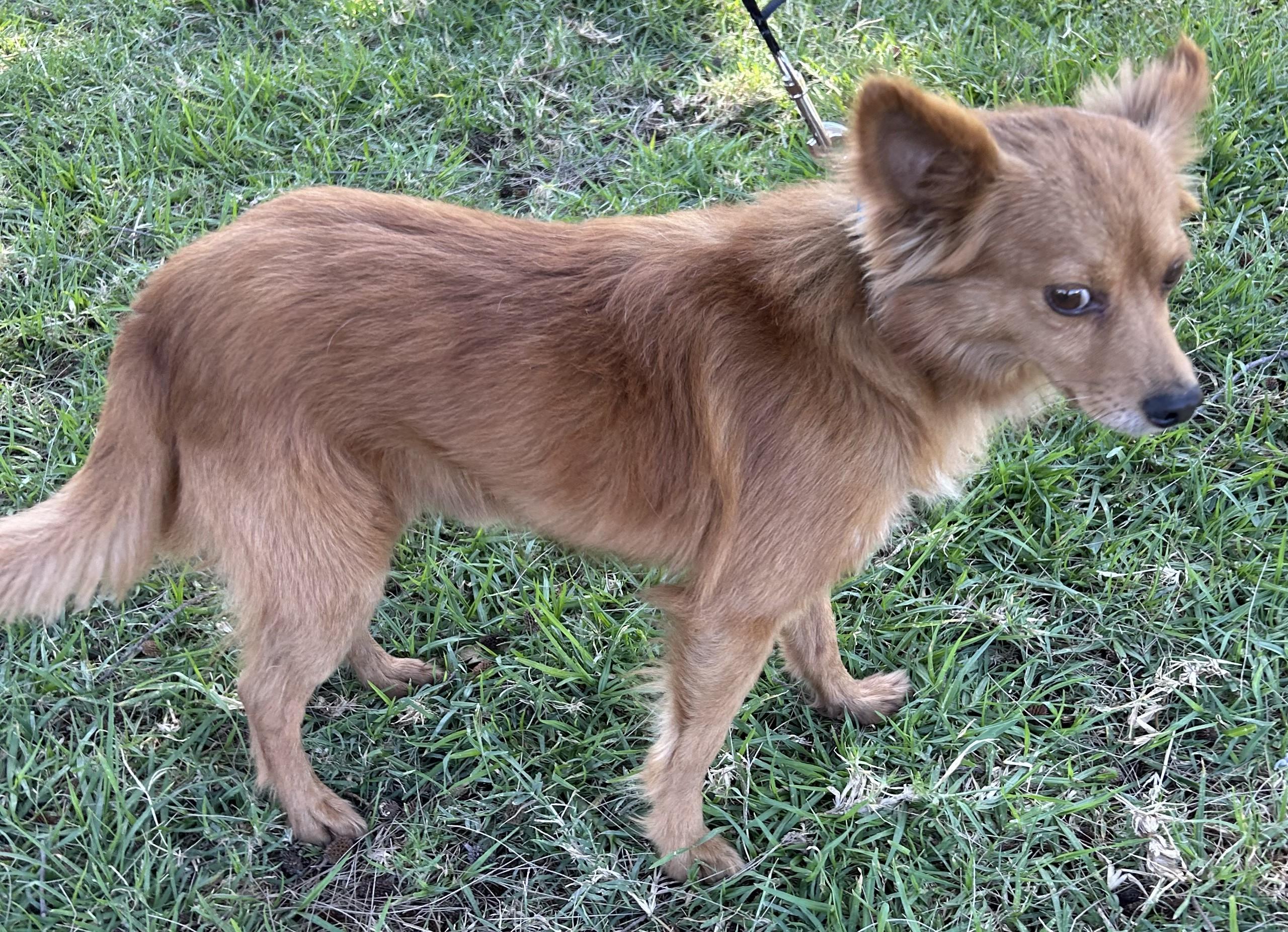 Enlarge FOXY, a ADOPTABLE mixed breed in Bell Gardens, CA image 3/5