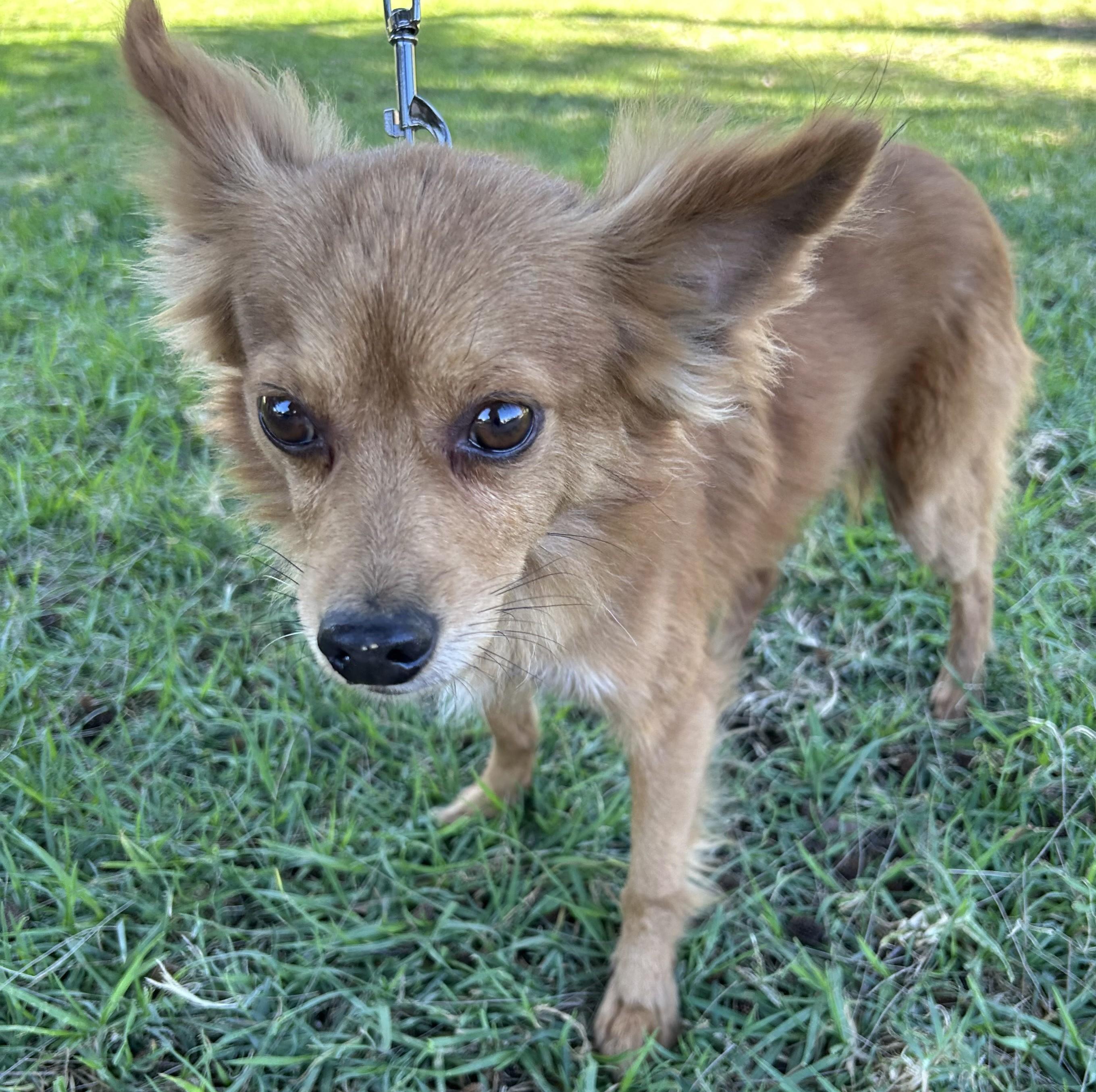 Enlarge FOXY, a ADOPTABLE mixed breed in Bell Gardens, CA image 2/5