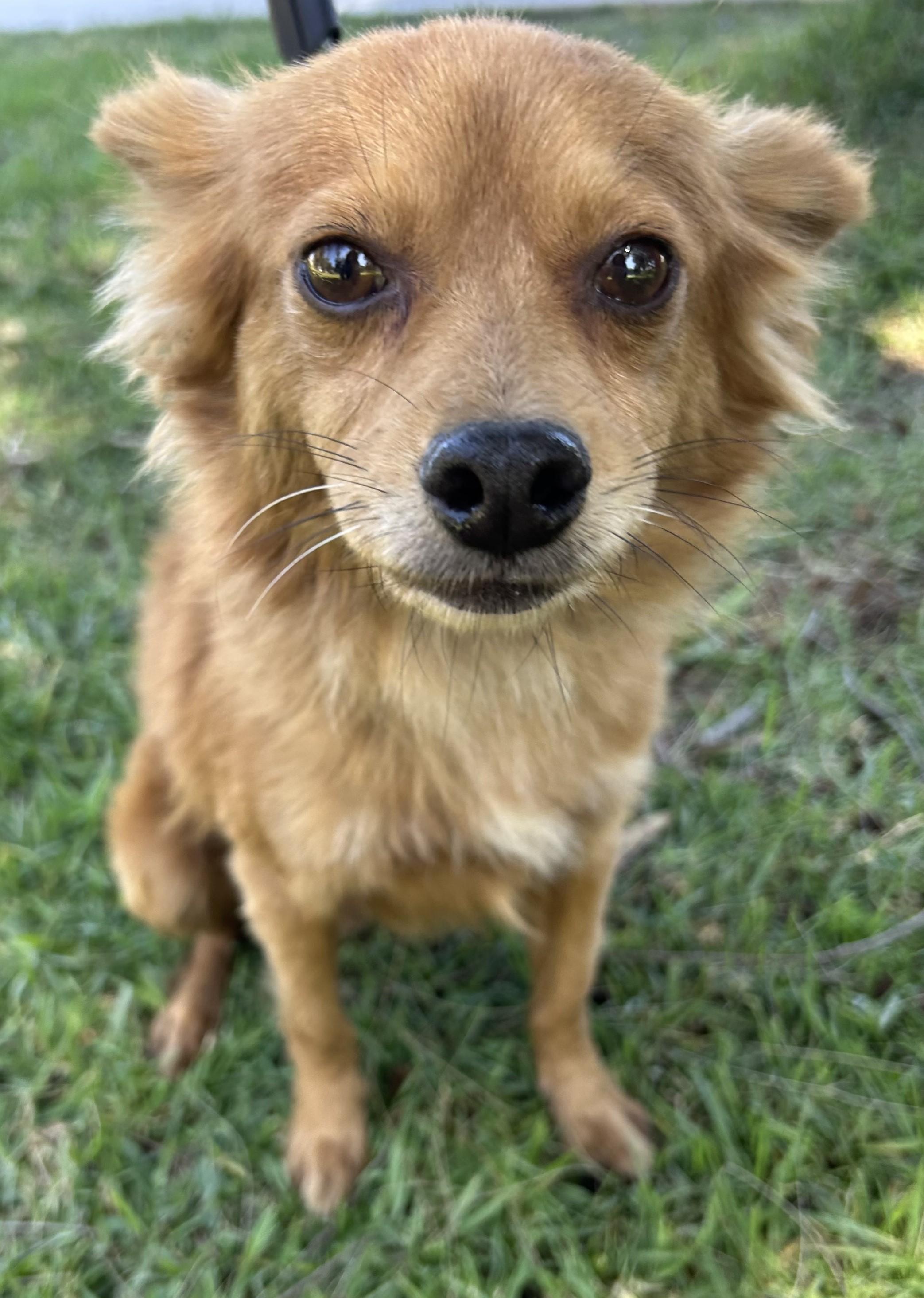Enlarge FOXY, a ADOPTABLE mixed breed in Bell Gardens, CA image 1/5